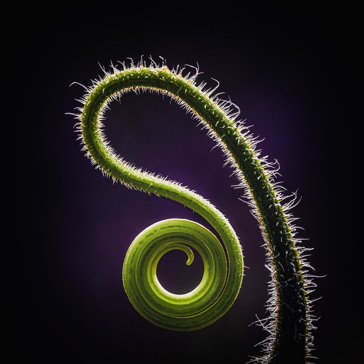 Spiral