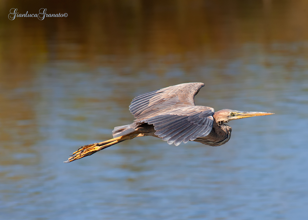 Il Rosso...il giallo e il blu.