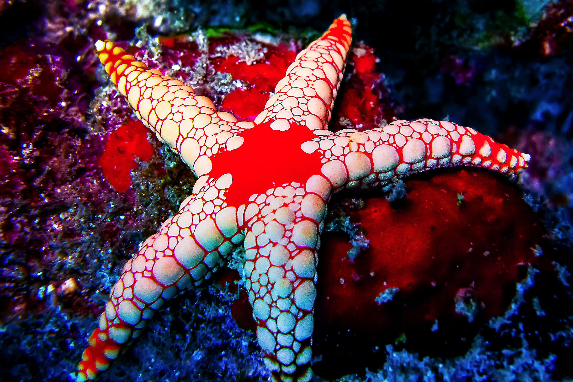 Maldives under water