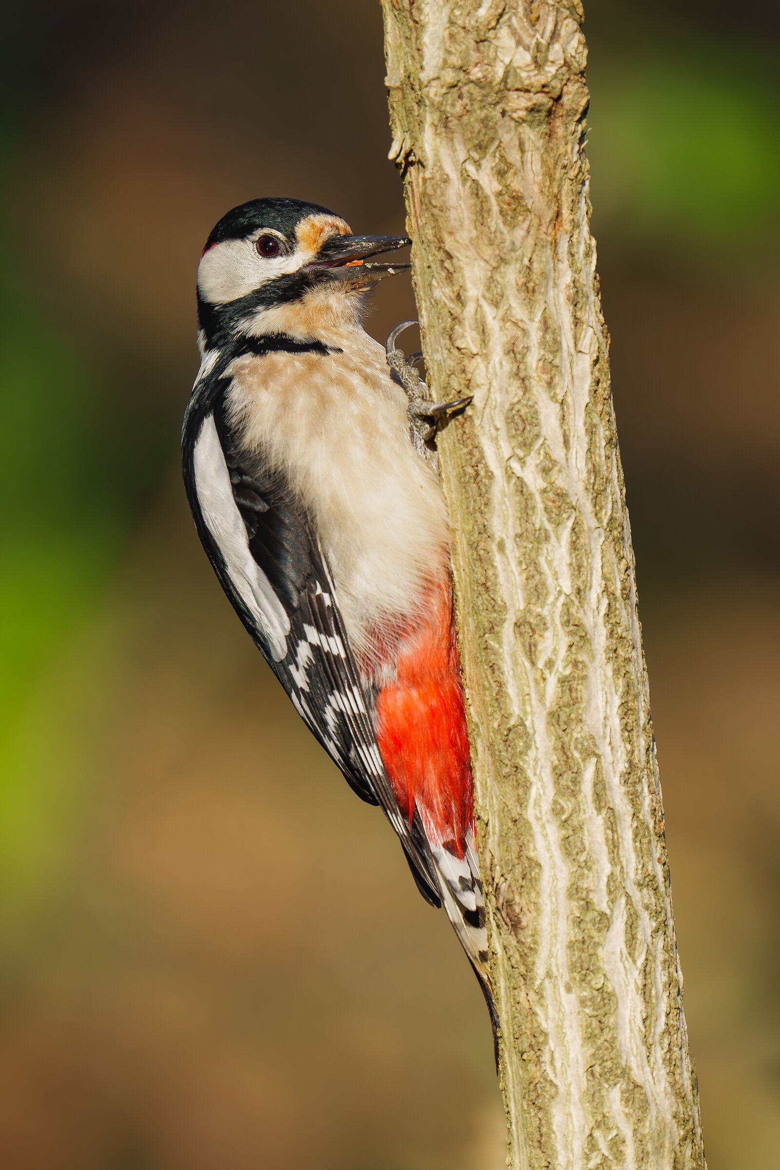 picchio rosso maschio
