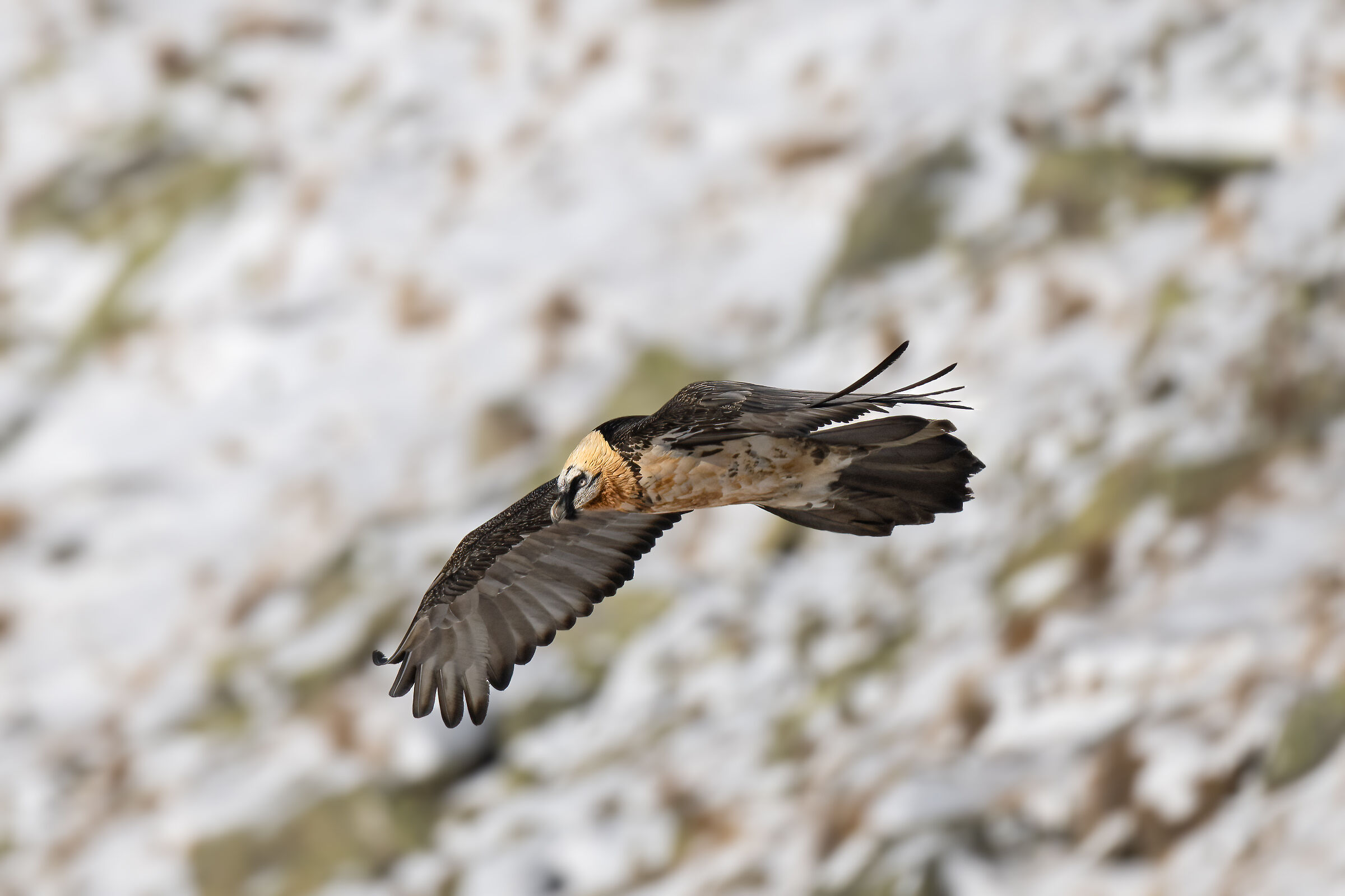 Gypaetus barbatus - Parco Nazionale del Gran Paradiso