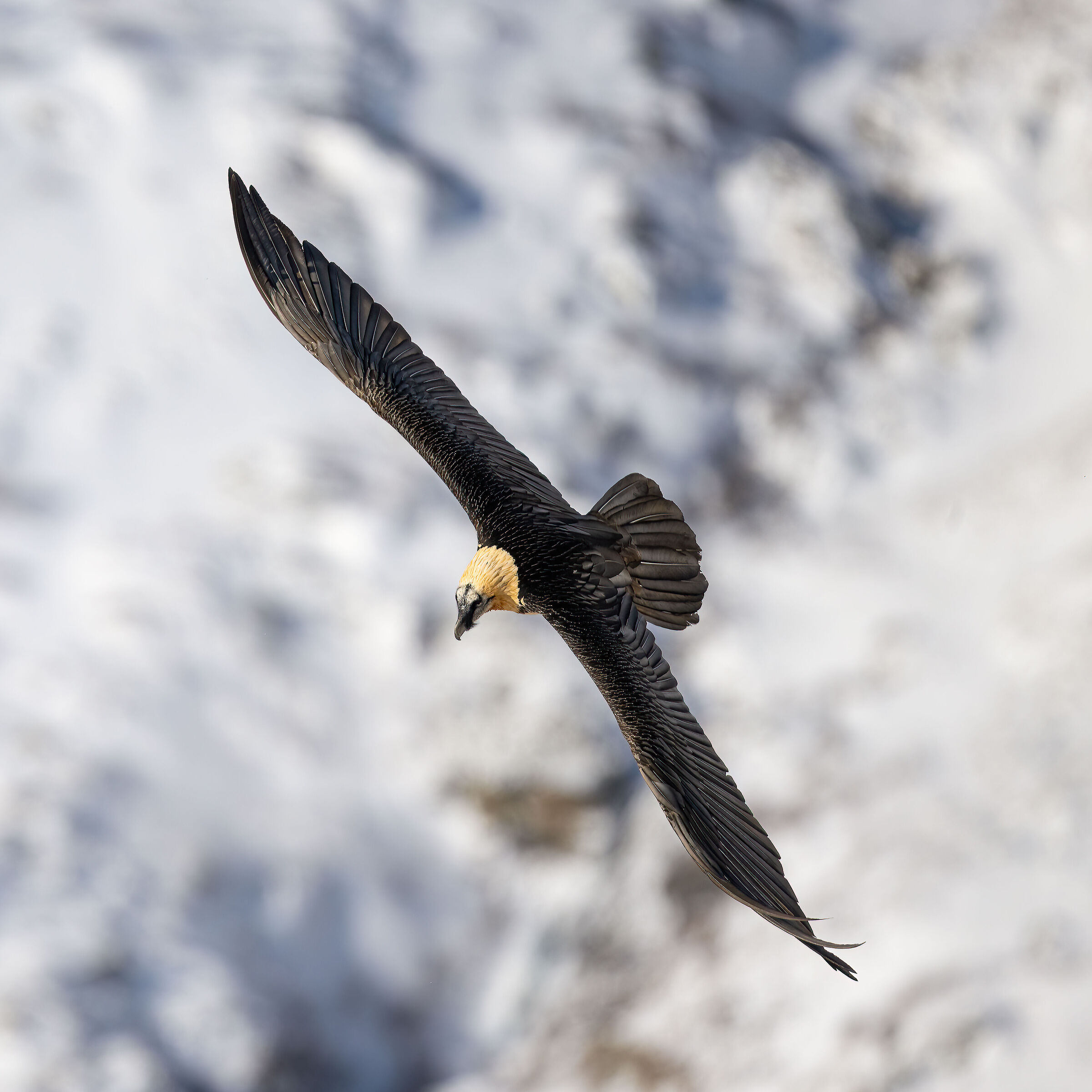 Gypaetus barbatus - Gran Paradiso National Park