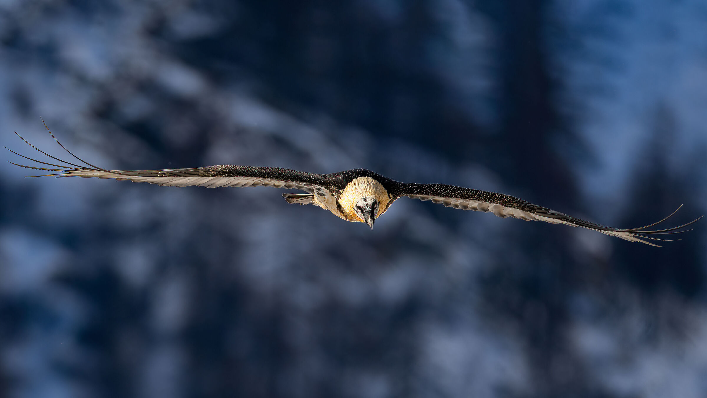 Gypaetus barbatus - Parco Nazionale del Gran Paradiso