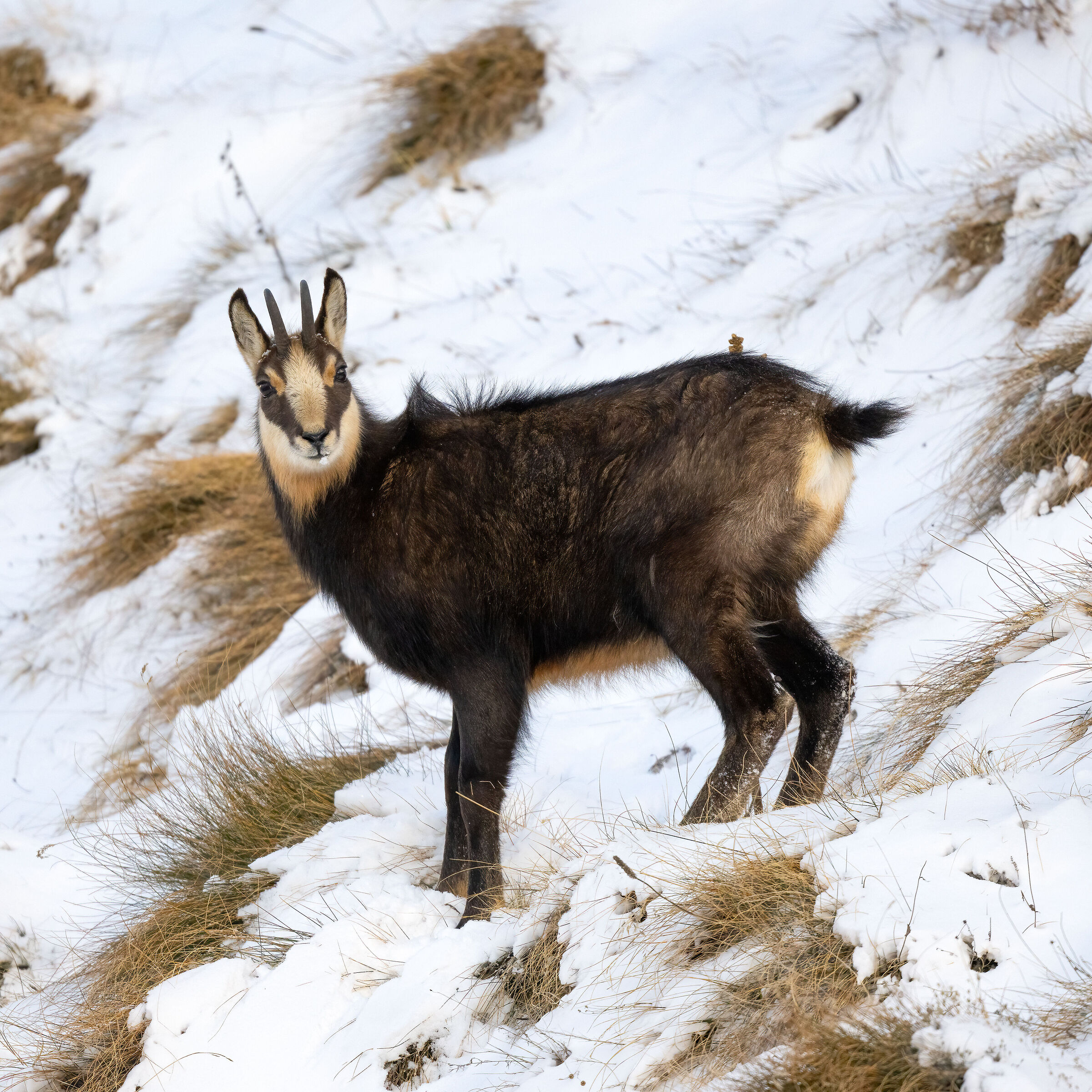 Chamois - Gran Paradiso National Park