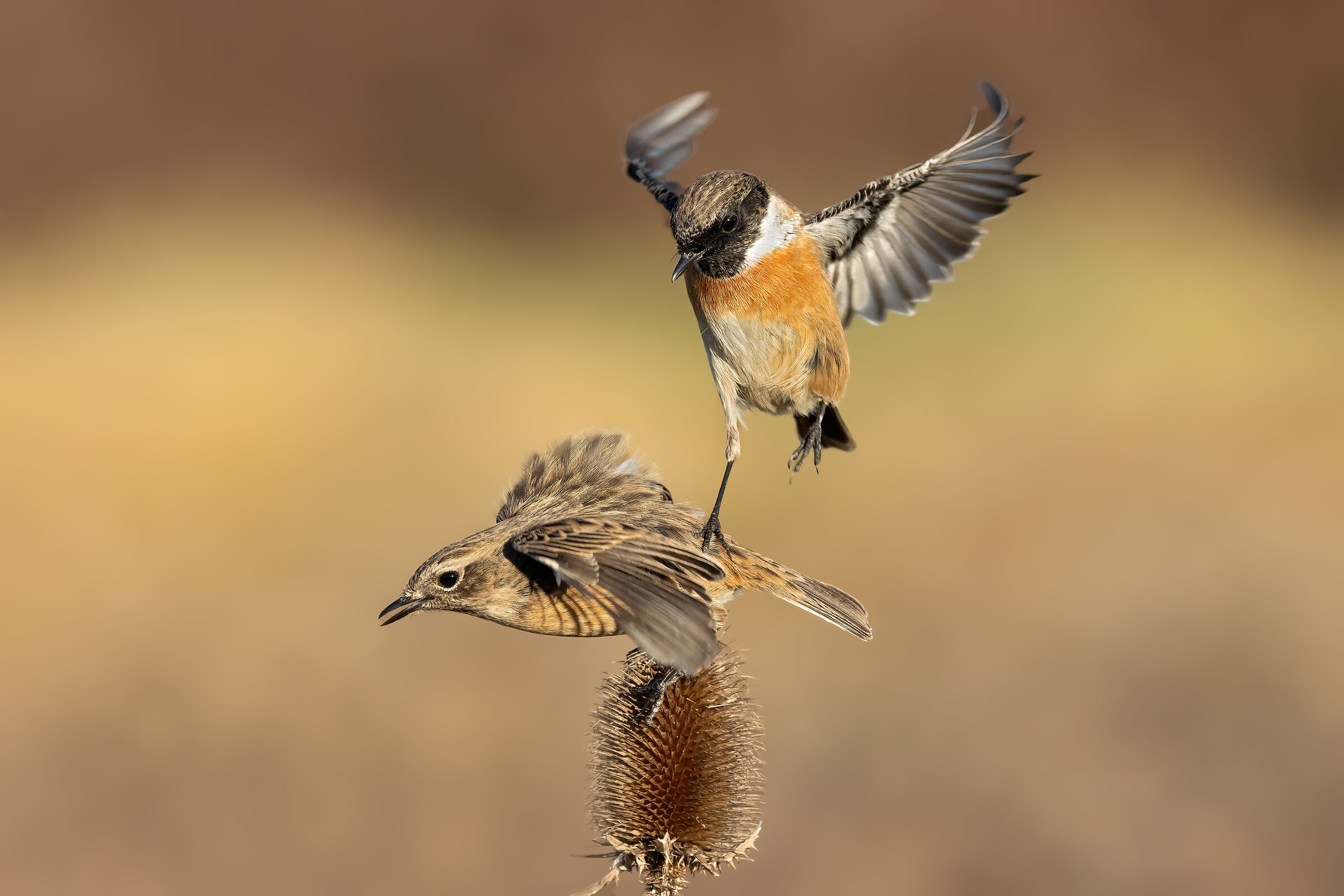 Acrobats