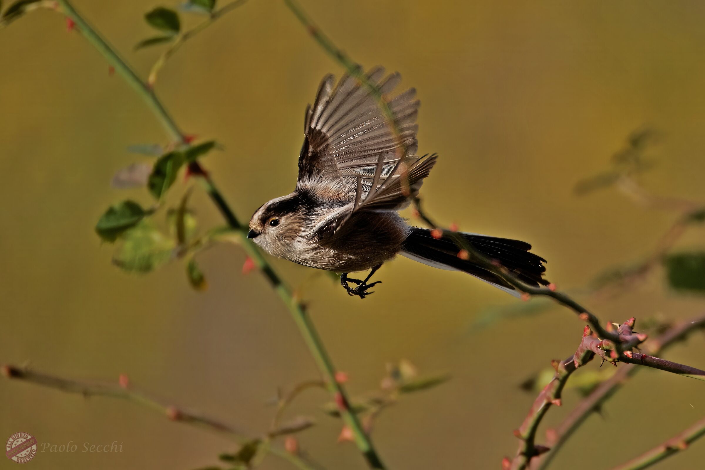 Flying away