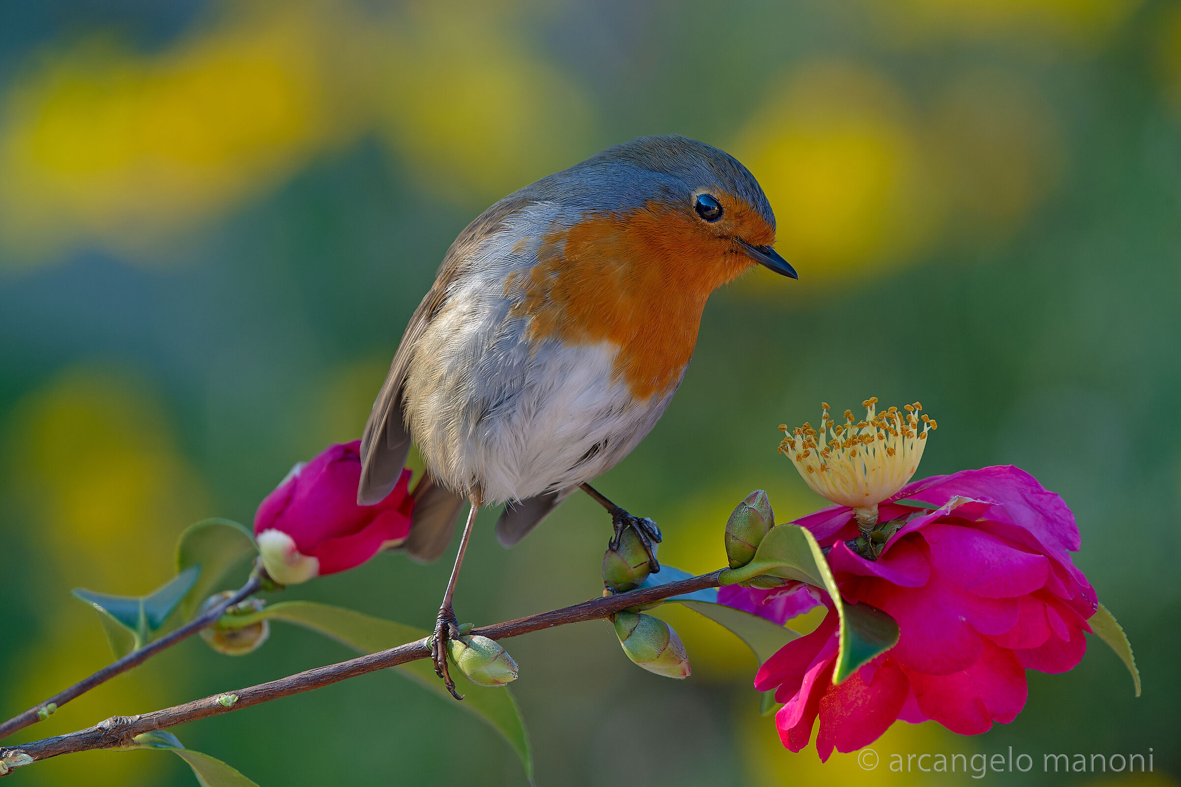 Robin in the garden