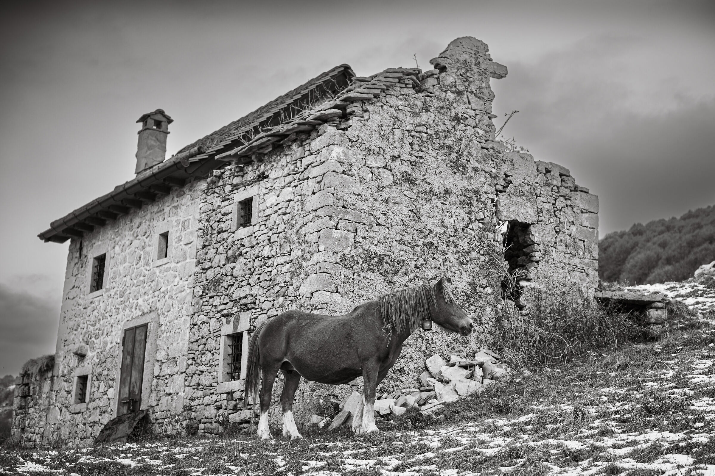 French horse in Imagna Valley