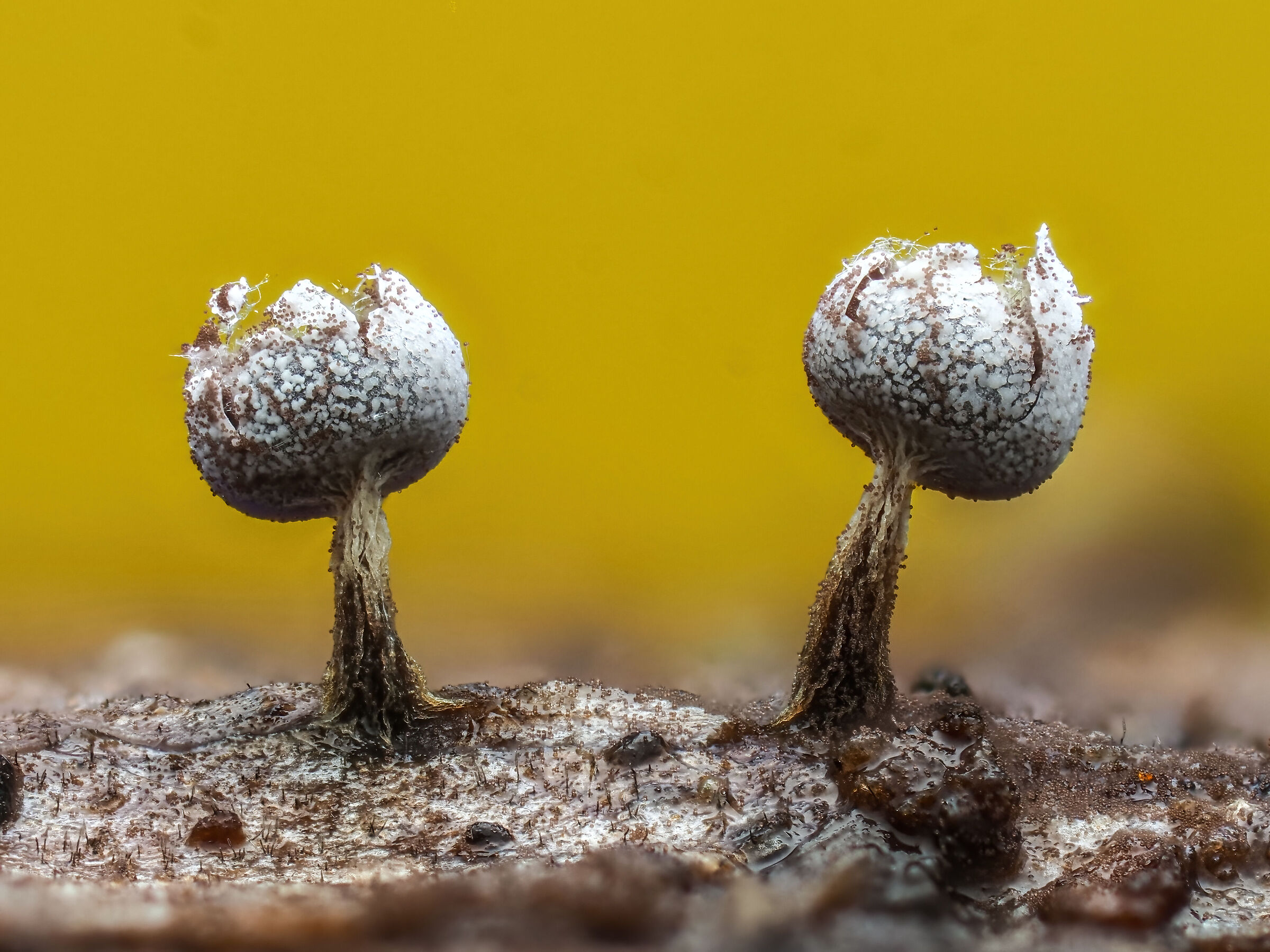 Physarum sp.