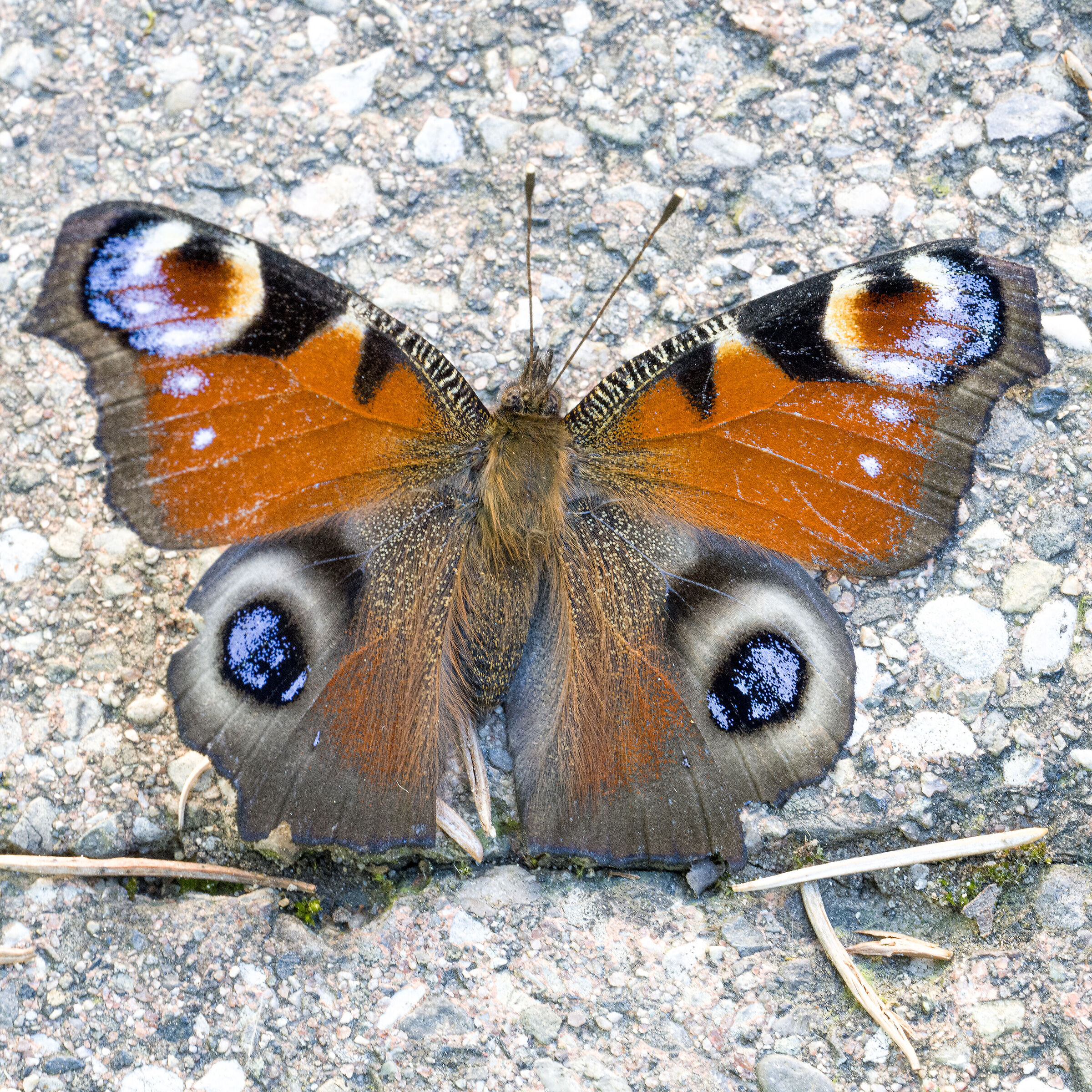 Una farfalla fuori stagione