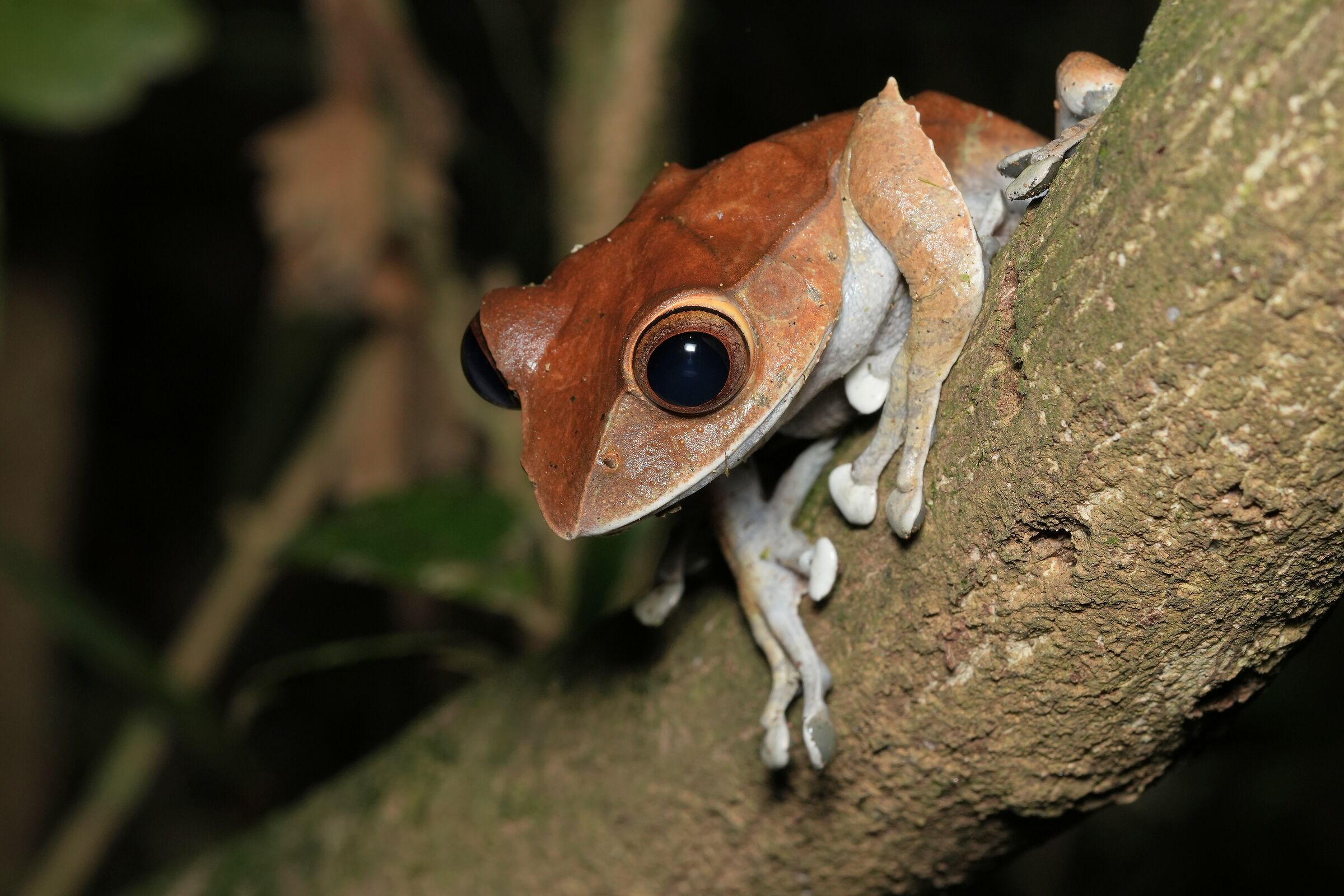 Boophis madagascariensis