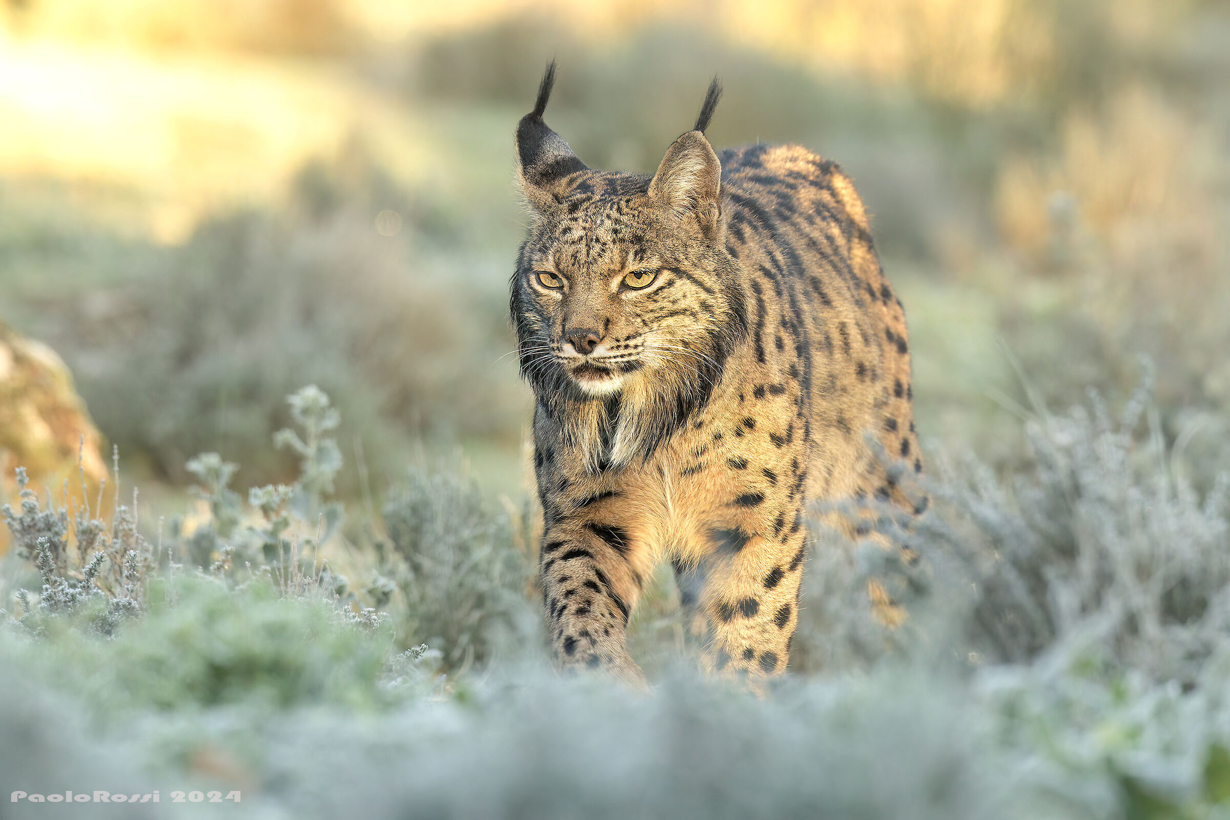Iberian Lynx...