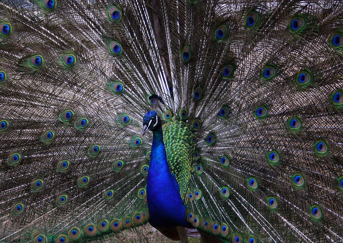 Peacock in full mating season