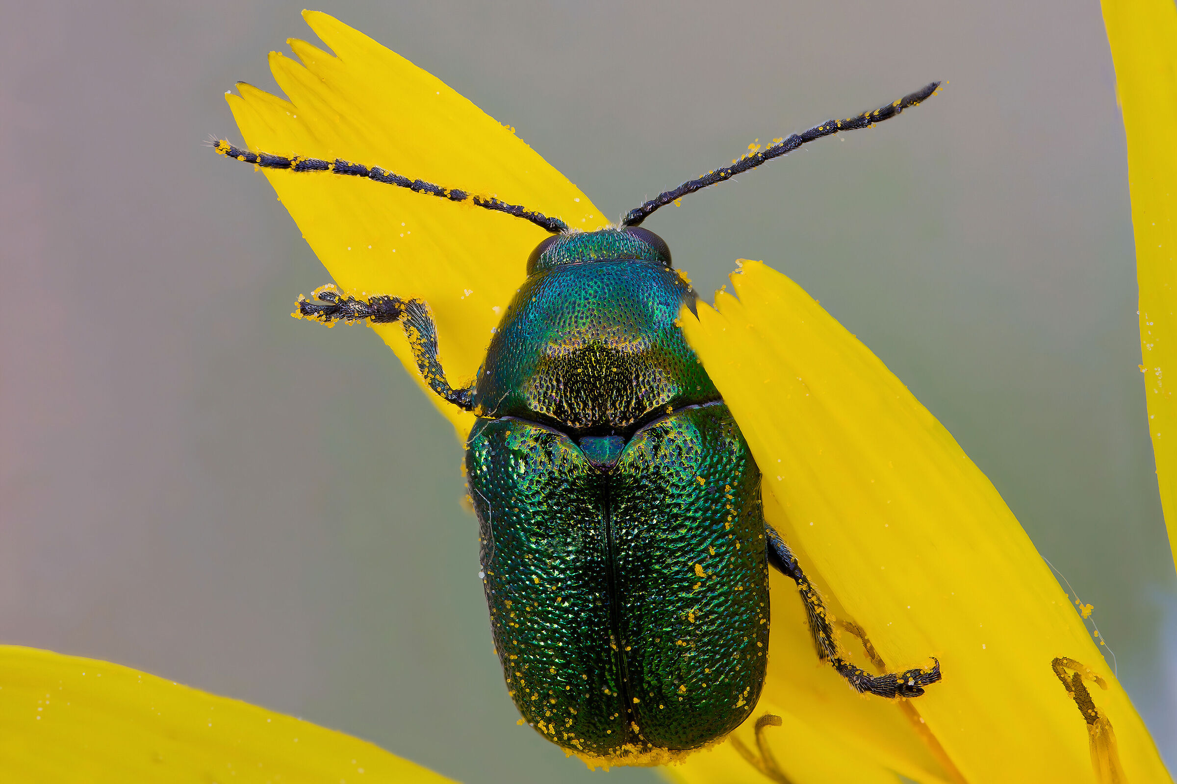 Cryptocephalus sp. z o.o.