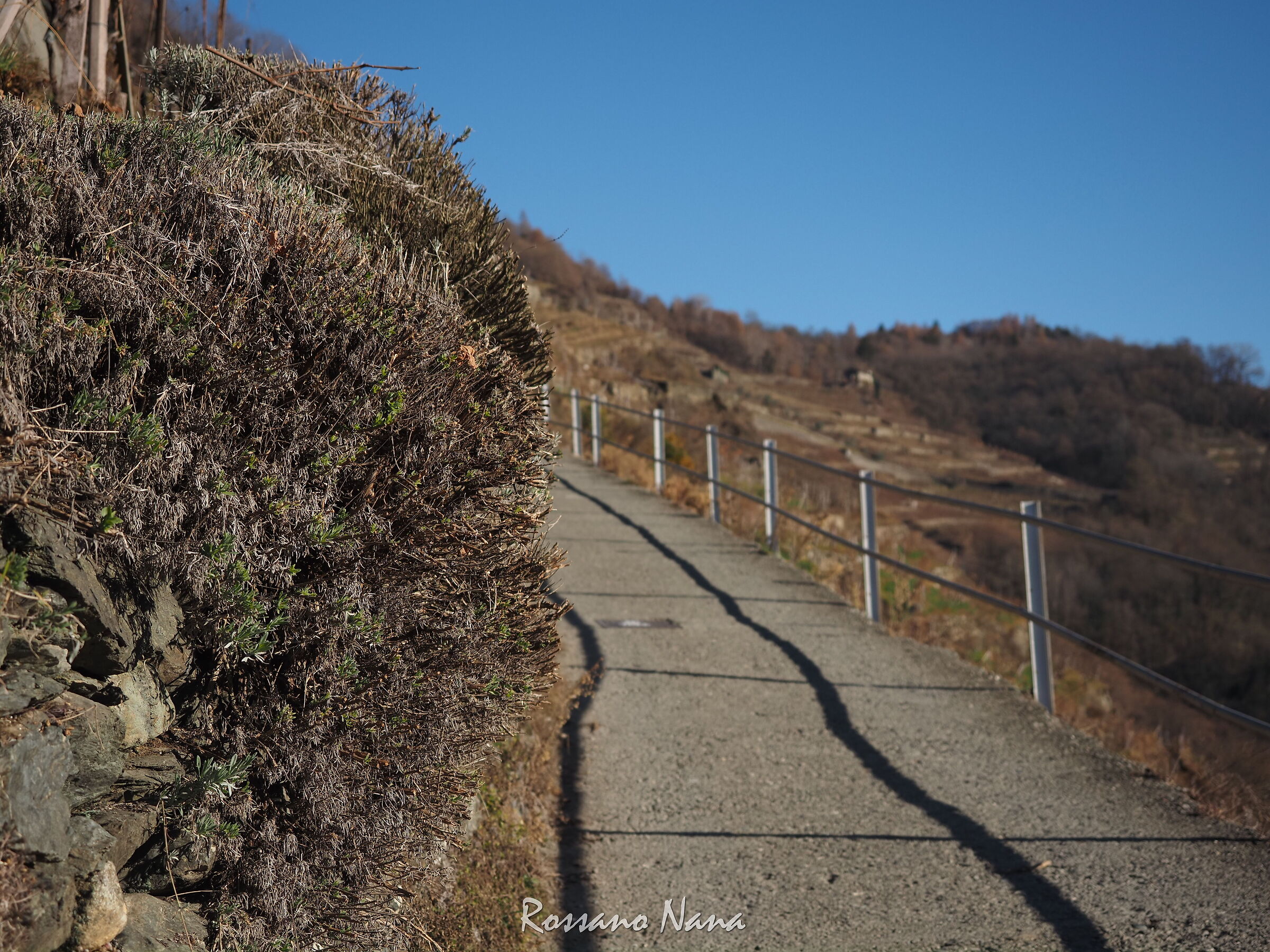 Il sentiero dietro la lavanda