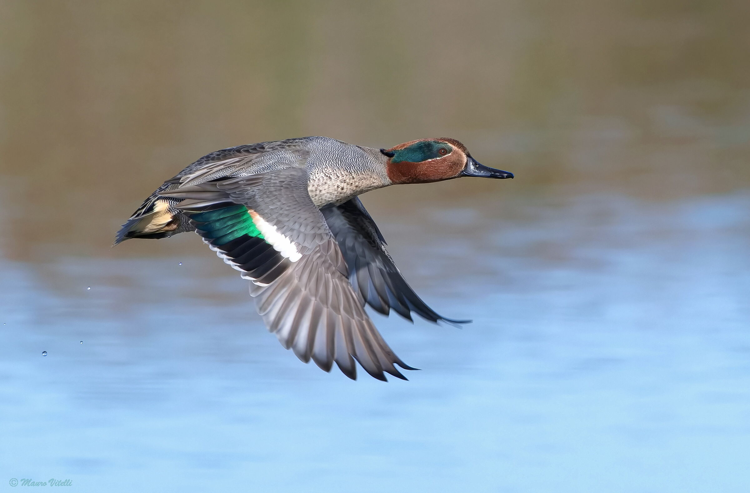 Teal (Anas crecca)