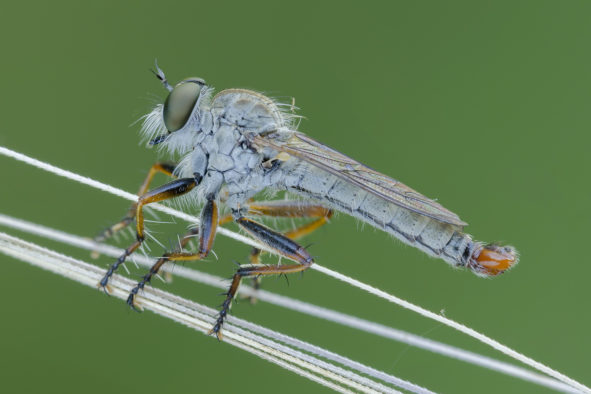 Who will be the next victim?