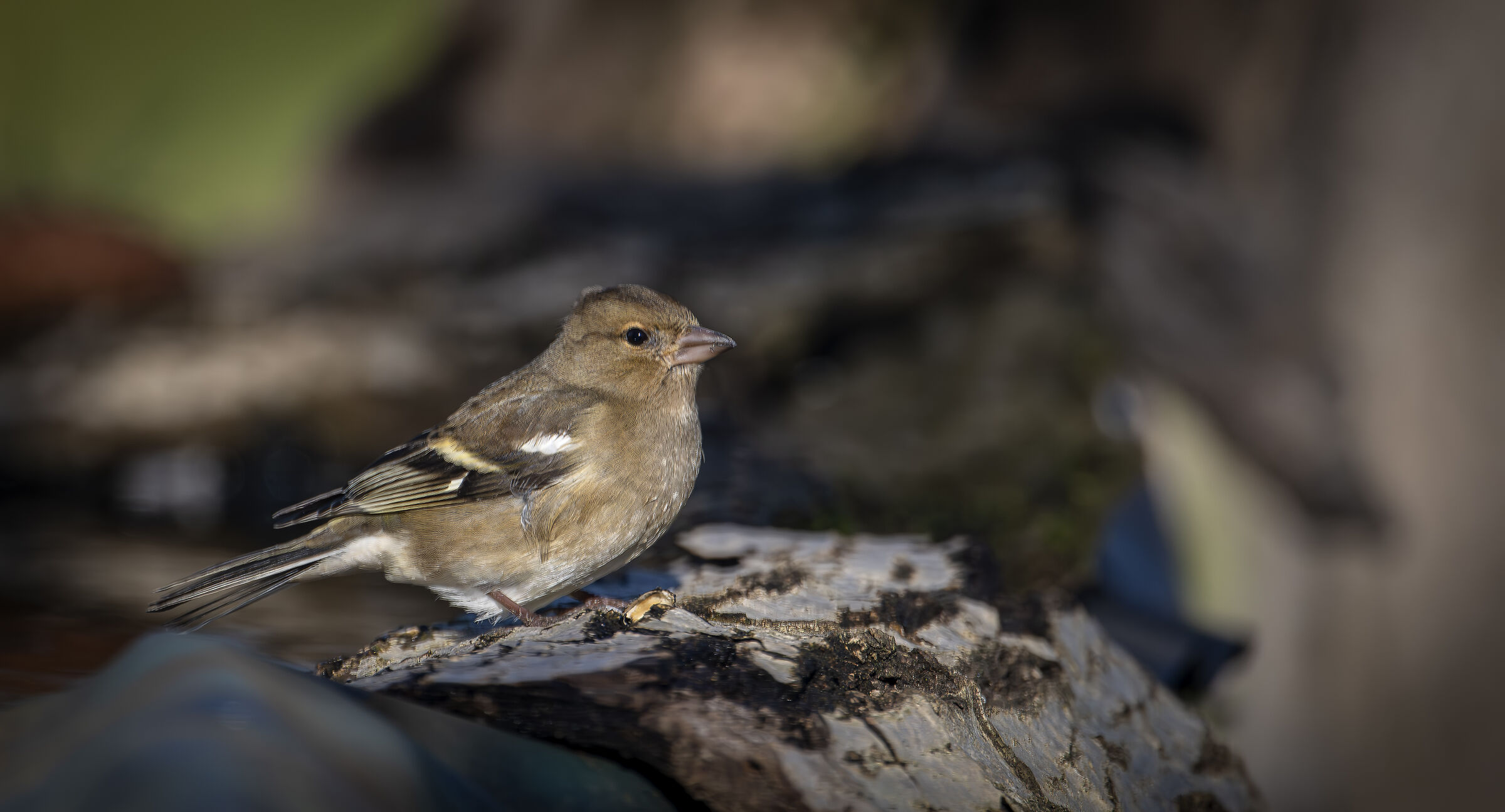 Chaffinch