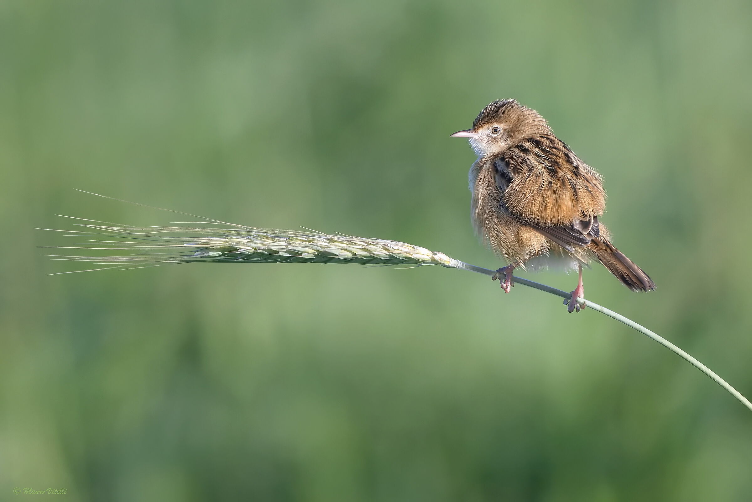 Snipe (Cisticola juncidis)