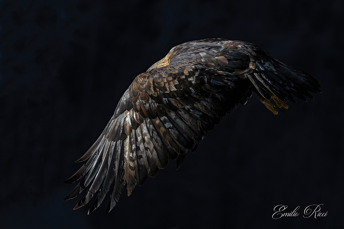 Golden Eagle Italian Alps