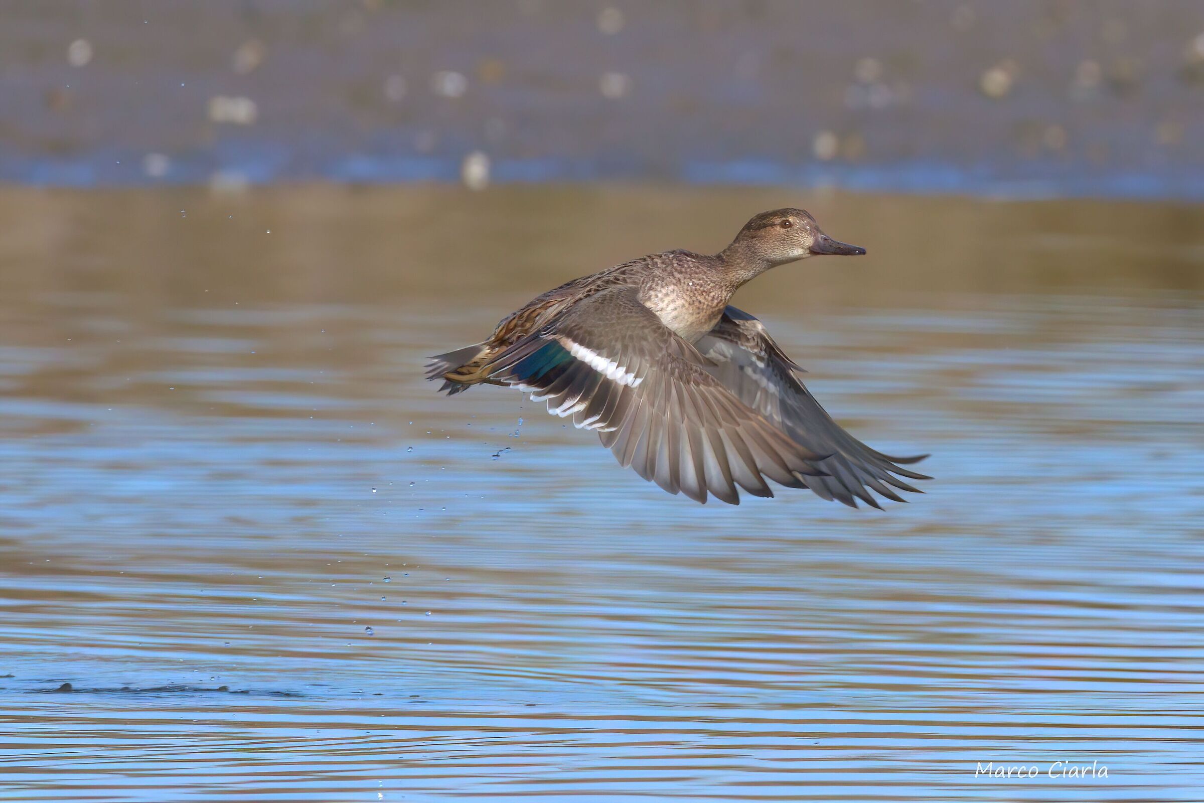 Teal (Anas crecca)