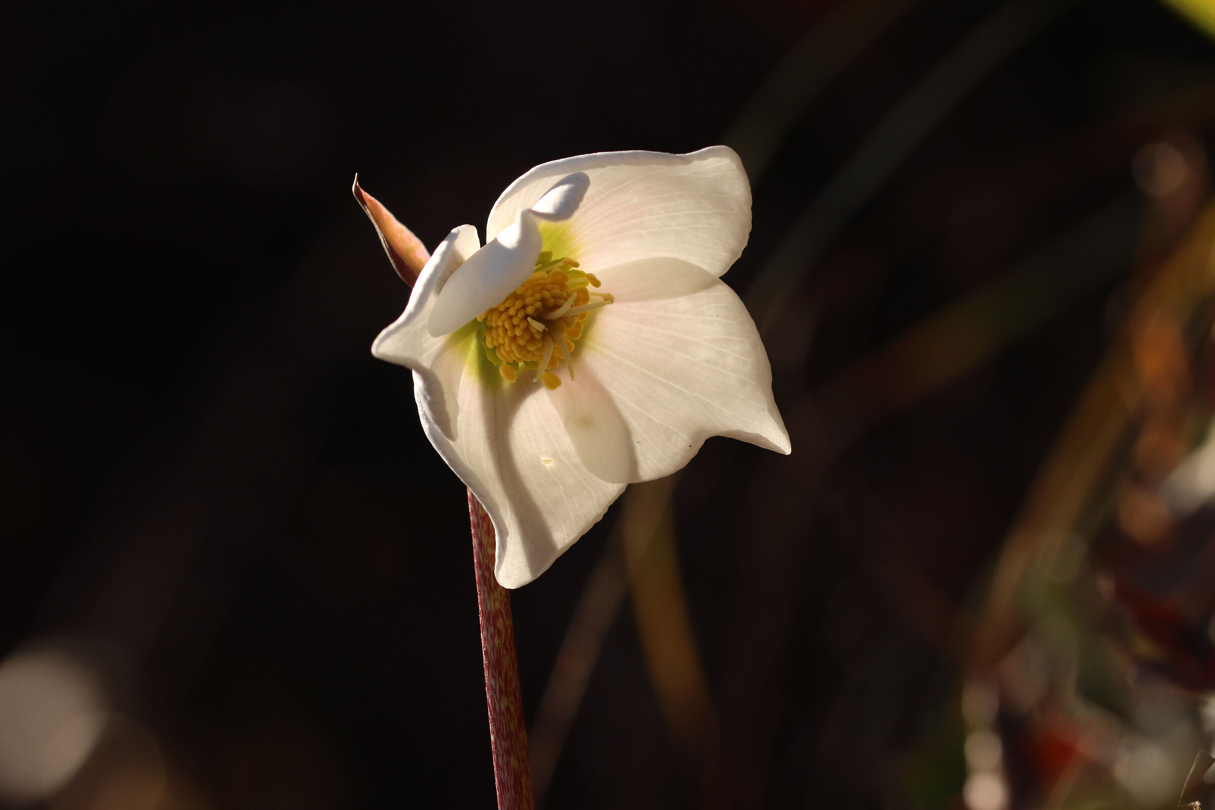 Hellebore of my forest