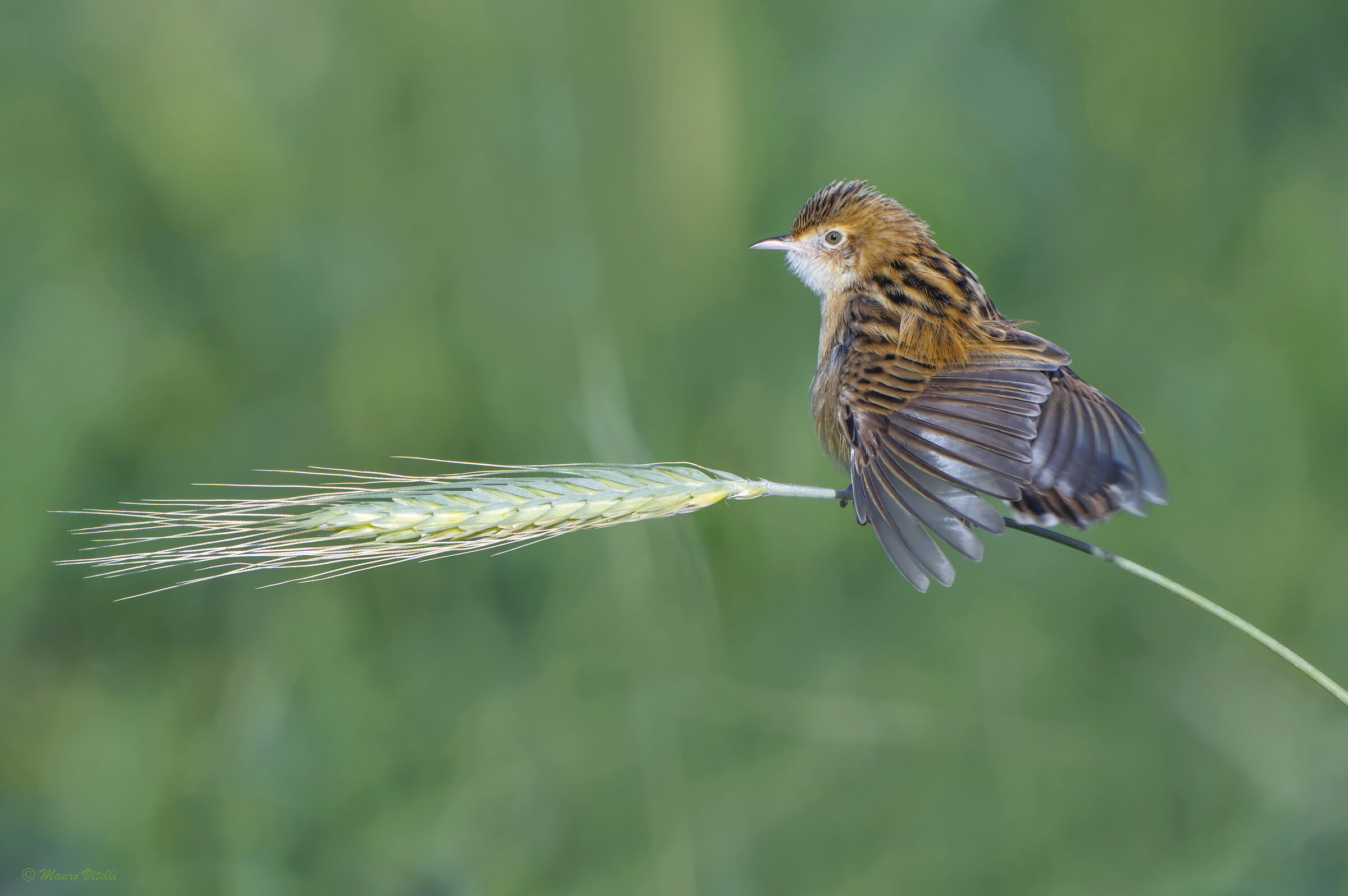Snipe (Cisticola juncidis)