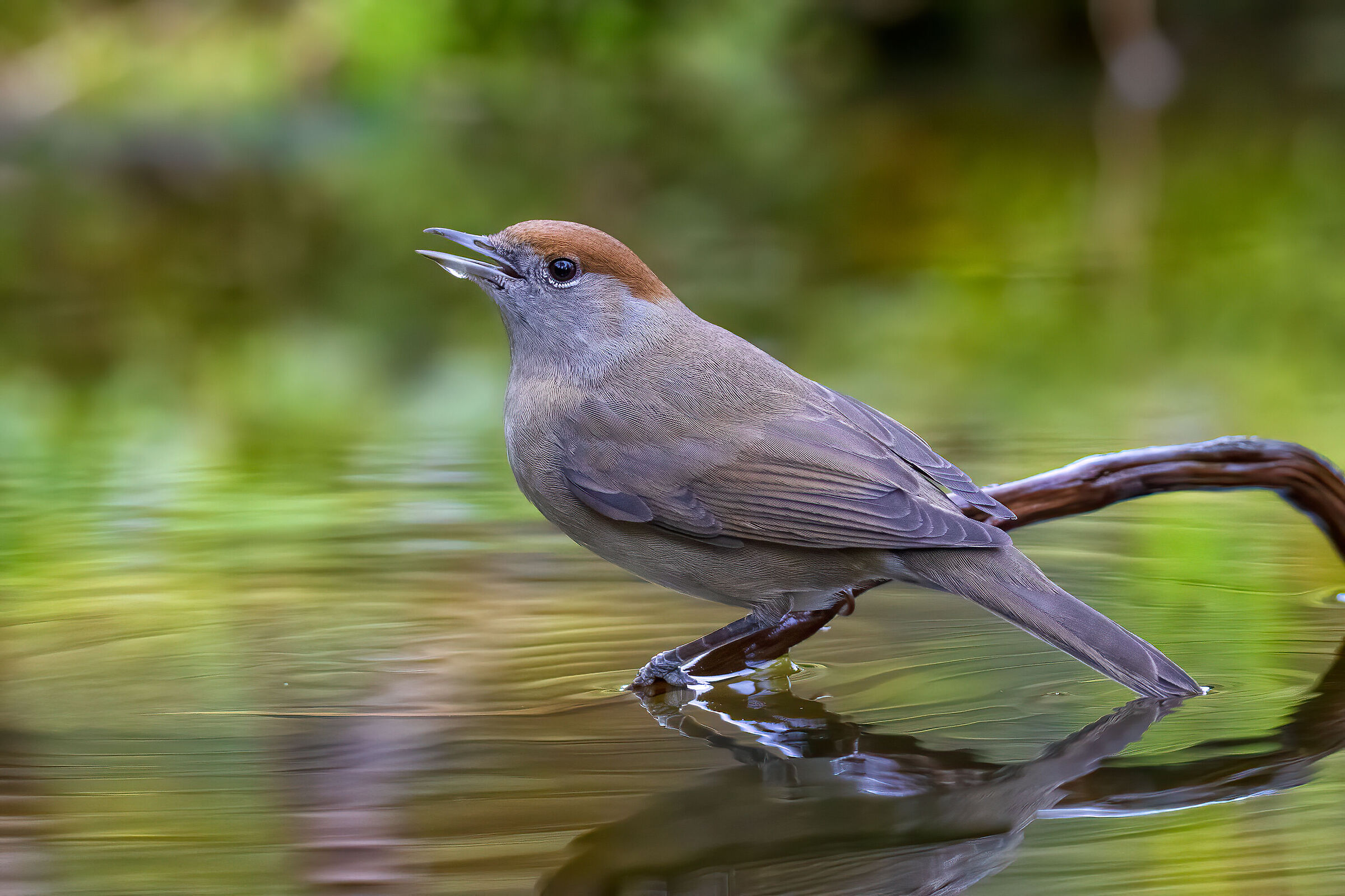 Female Blackcap