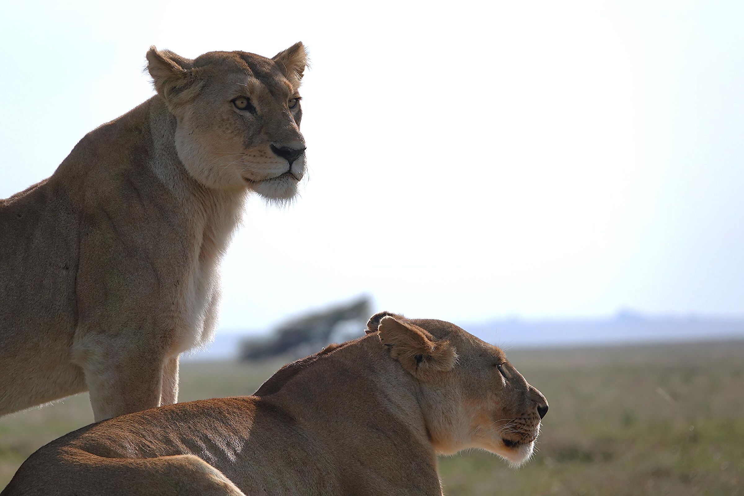 Pride in the Serengheti