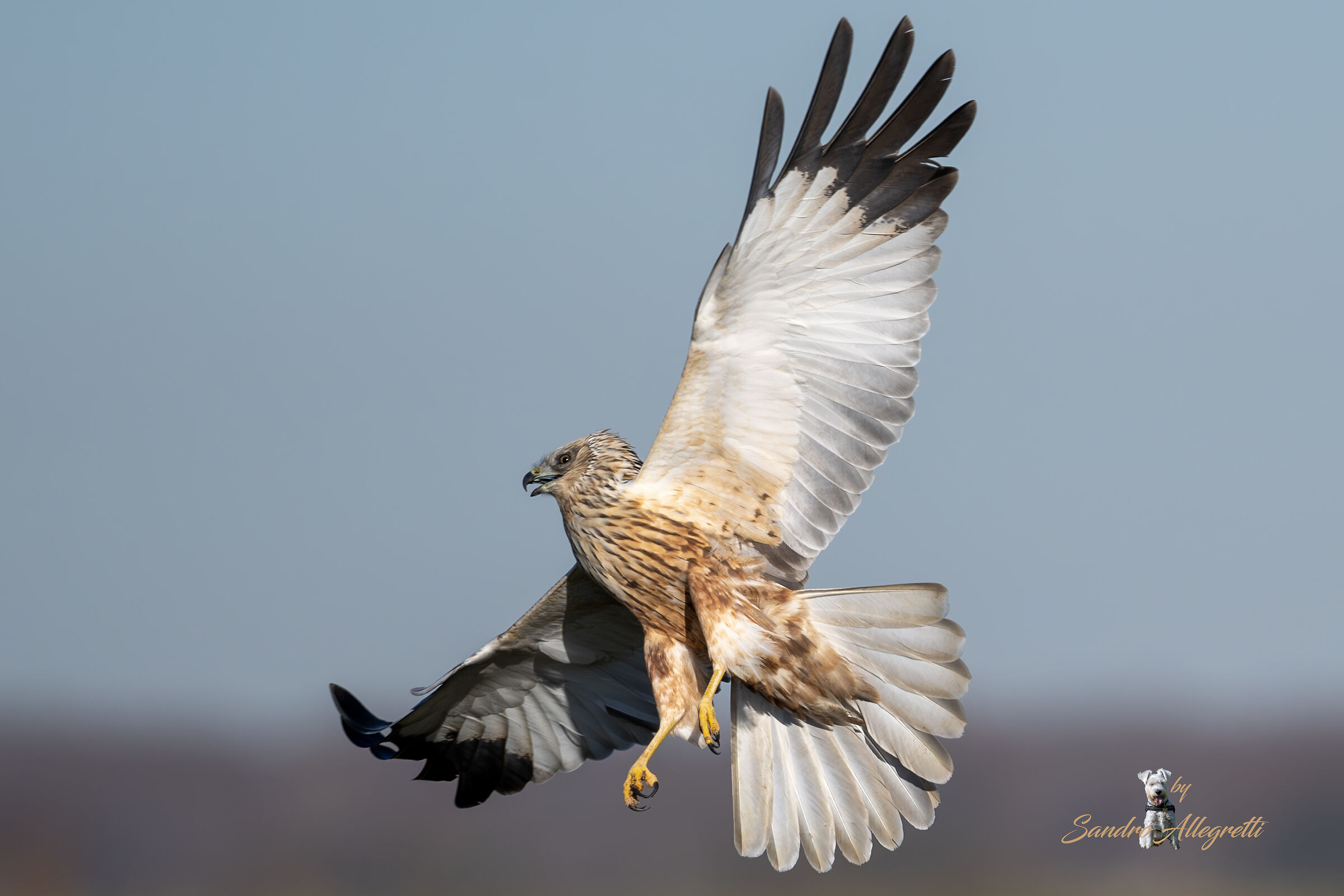 Il falco di palude (Circus aeruginosus)