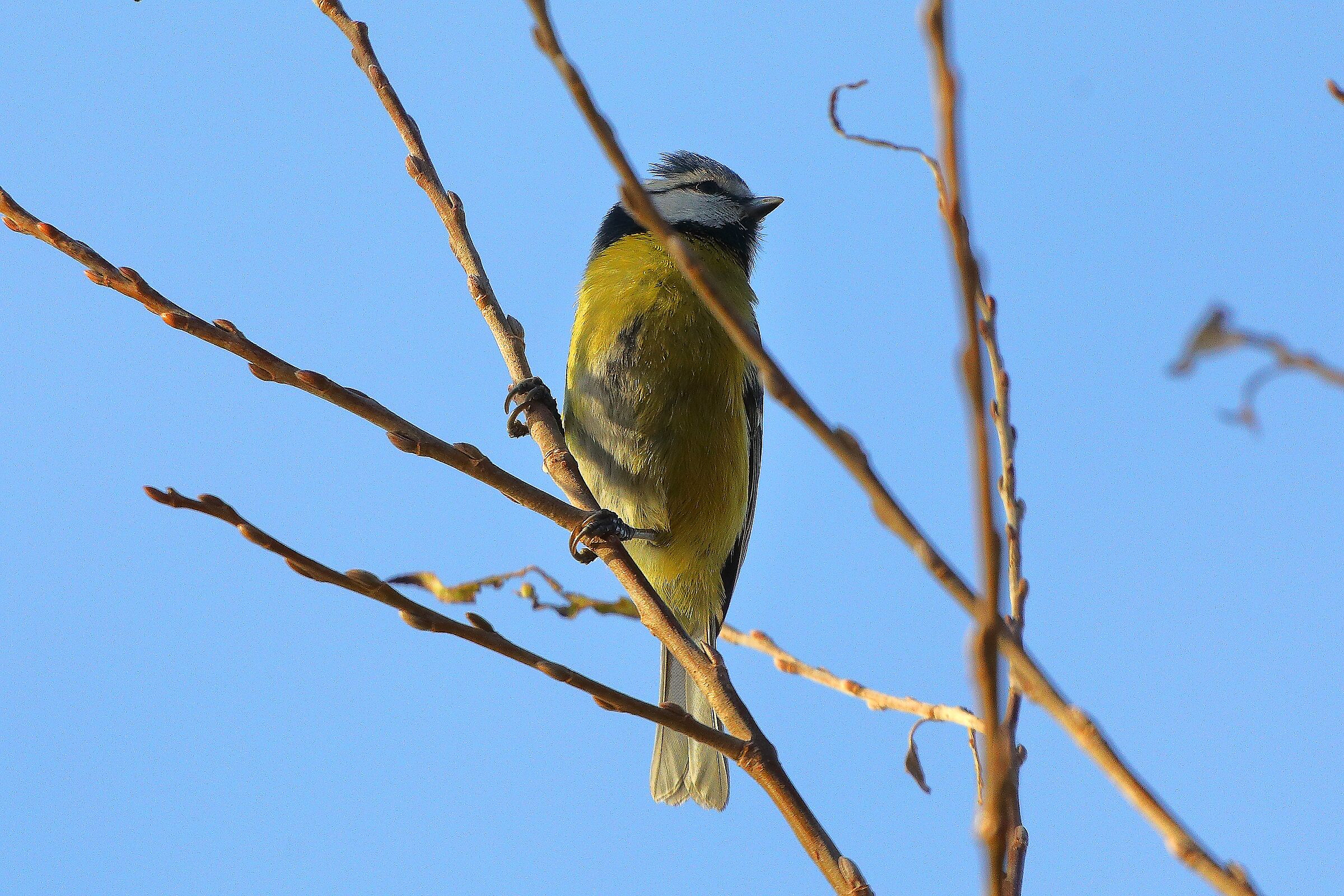 Cinciarella 18 dicembre 2024 - 0009