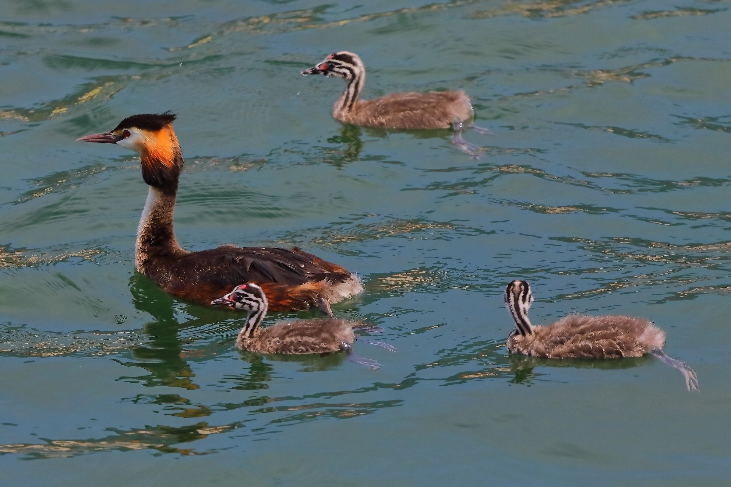 Svassi 07 agosto 2024 - 0028