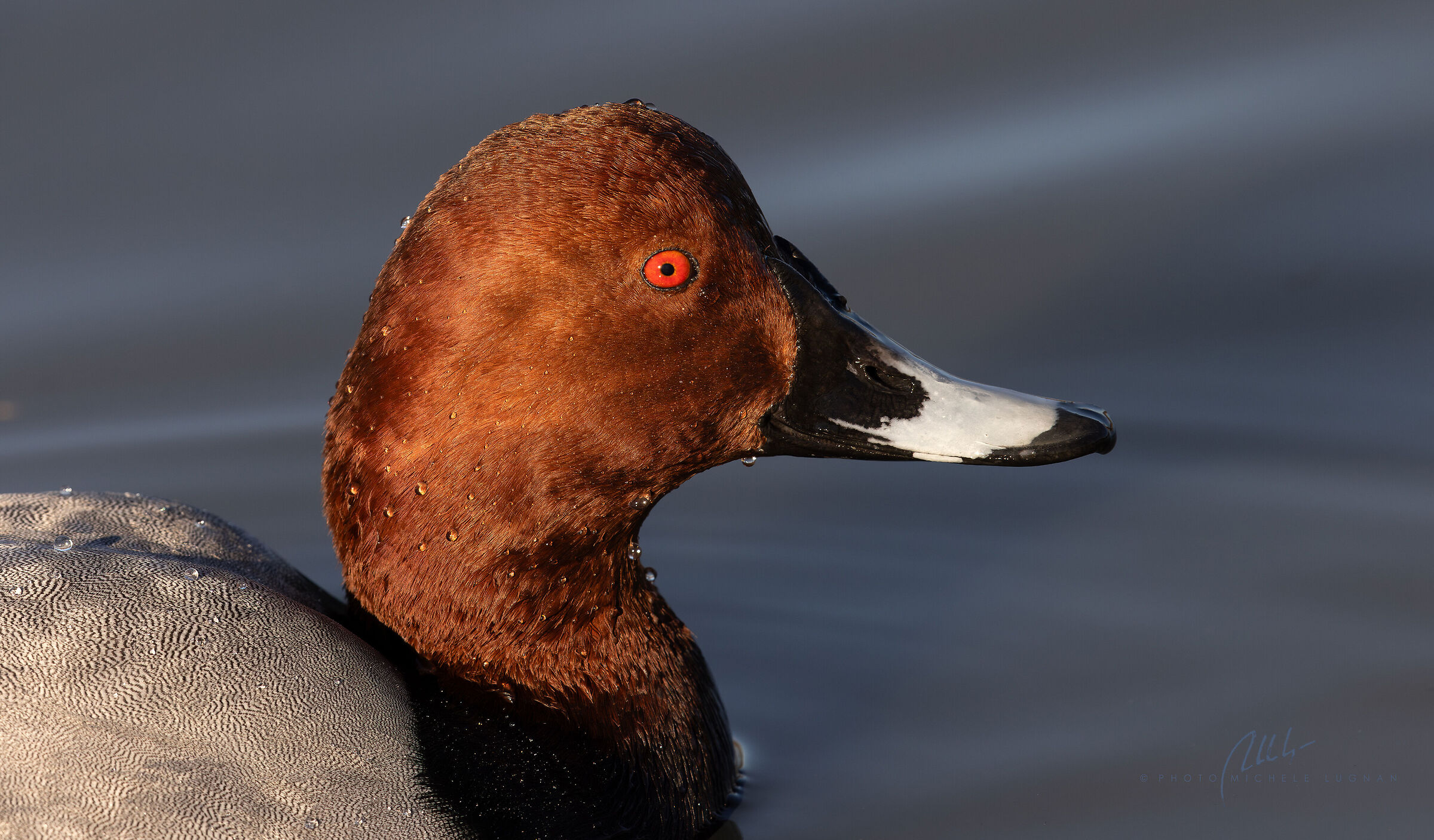 Portrait of Pochard