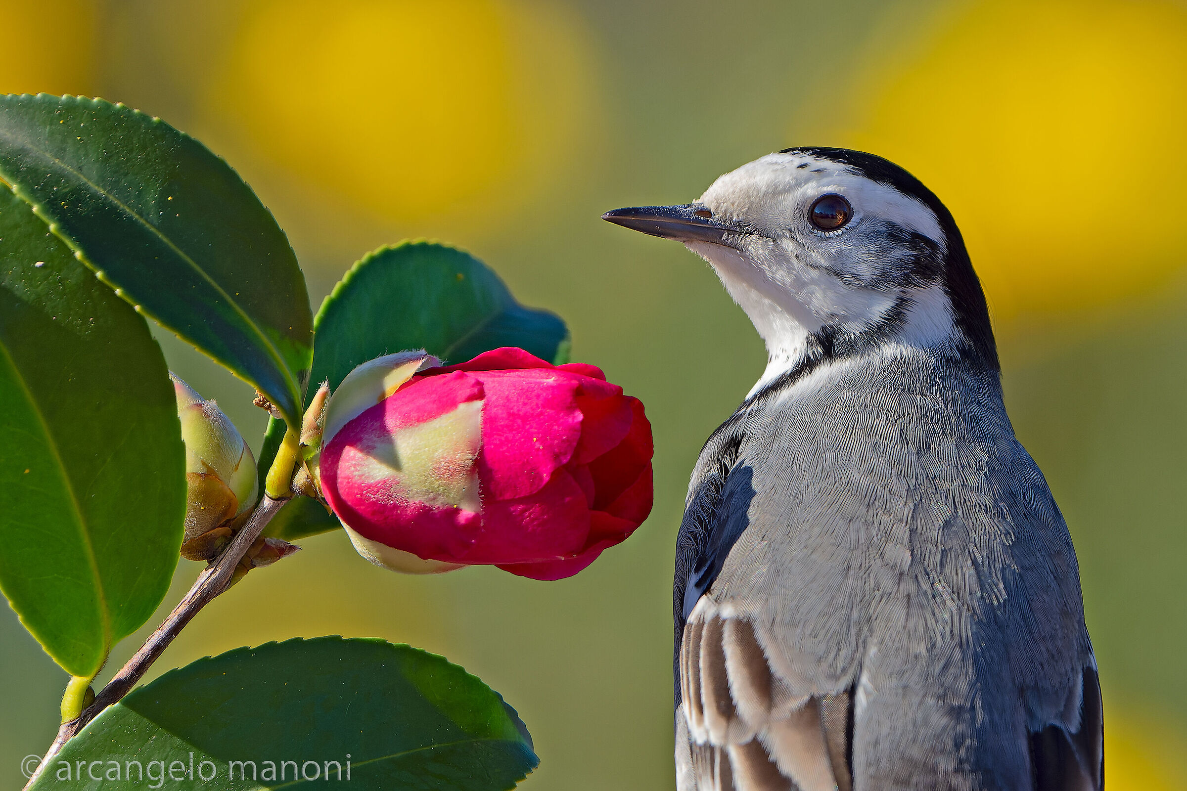The Camellia and the Ballerina