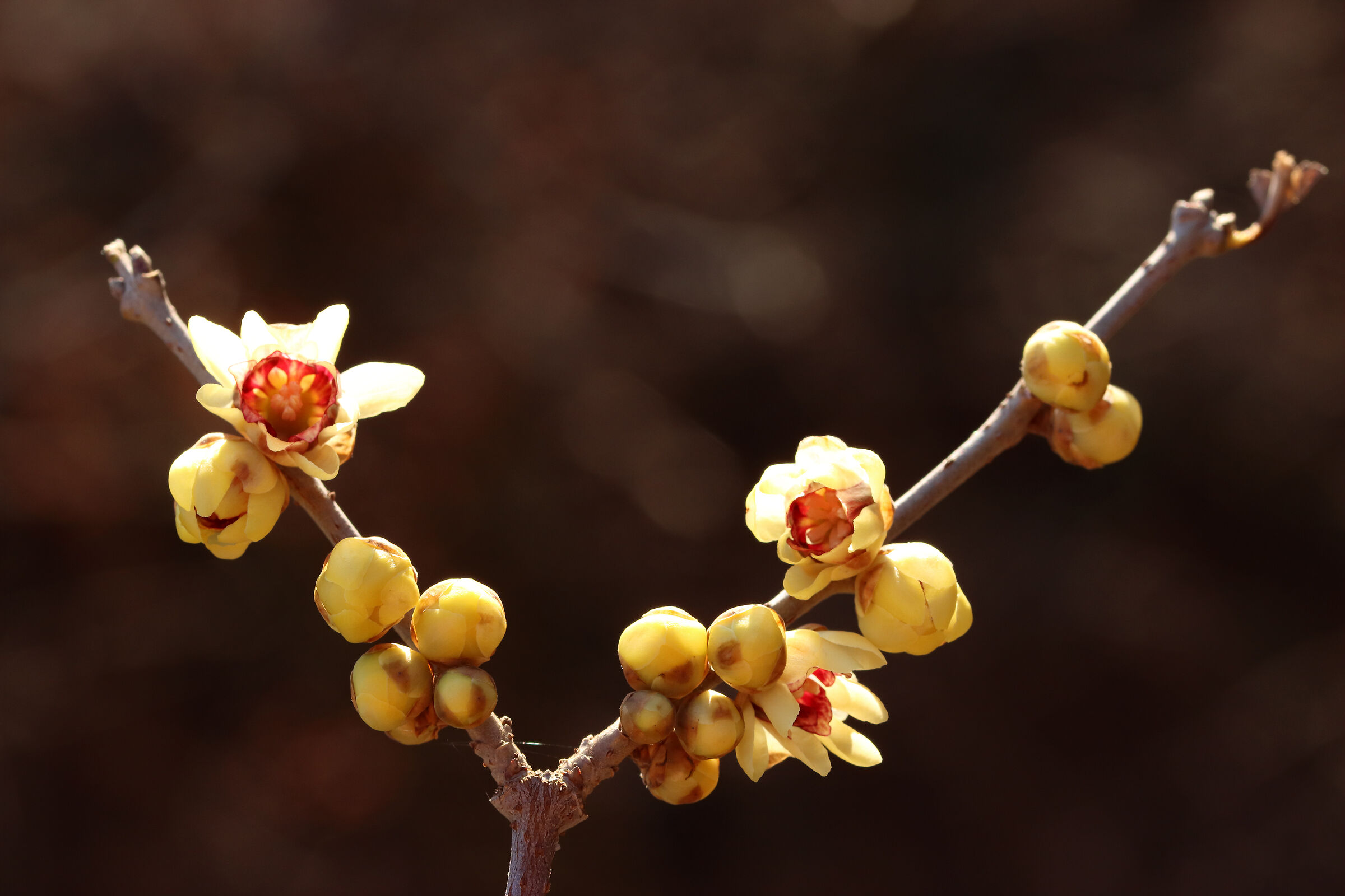 Calycanthus in bloom