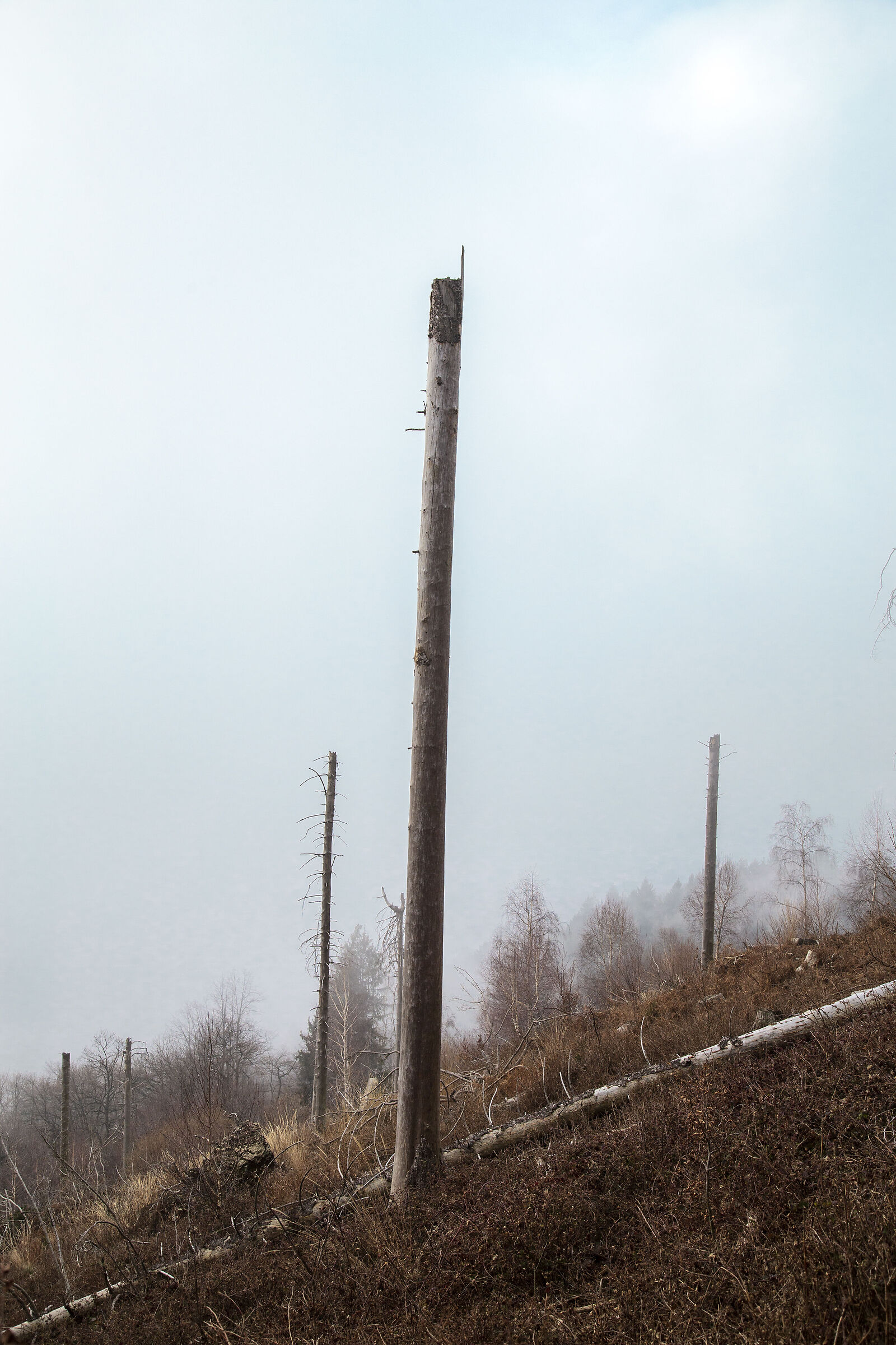 plant columns