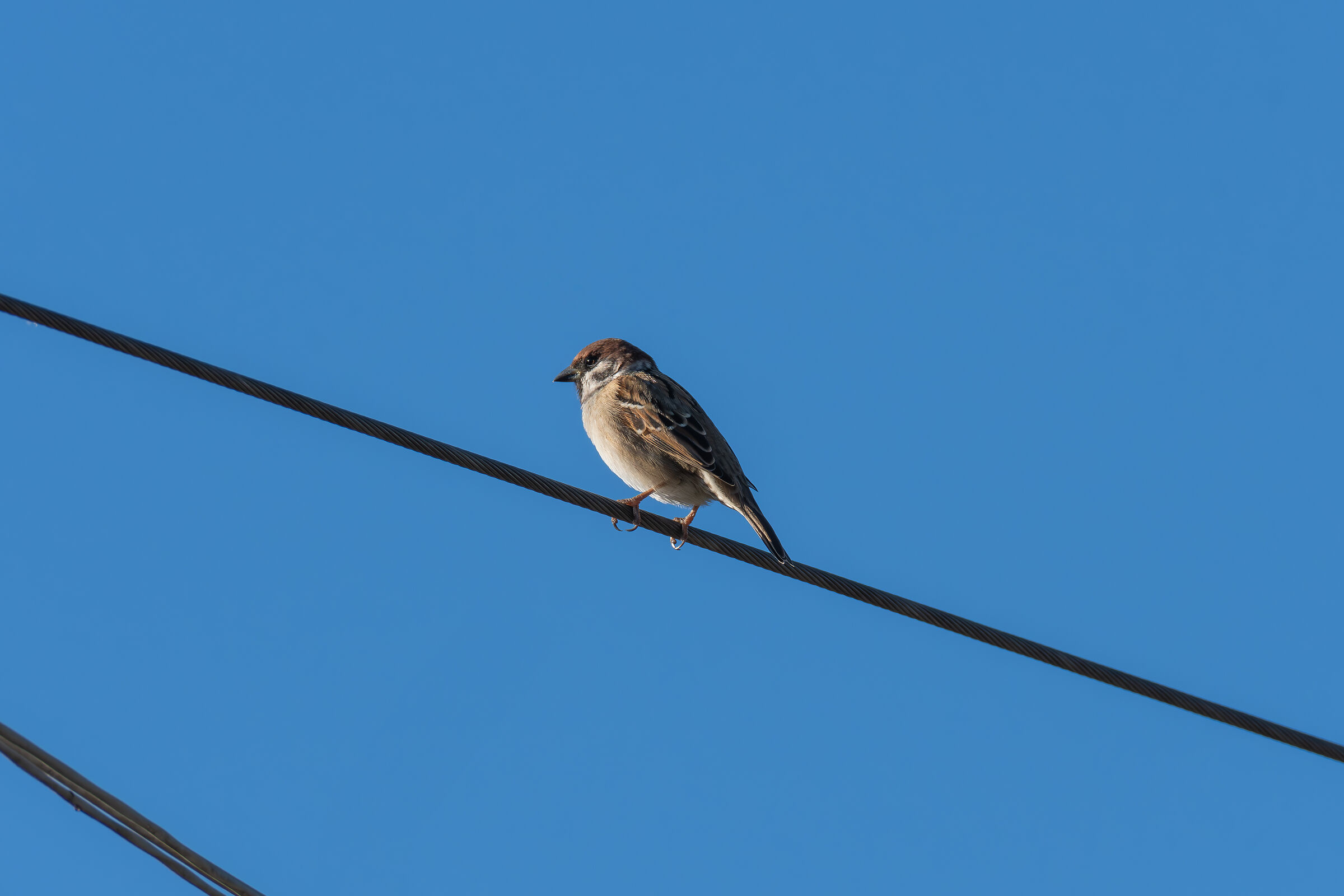 Passerotto... non andare via!