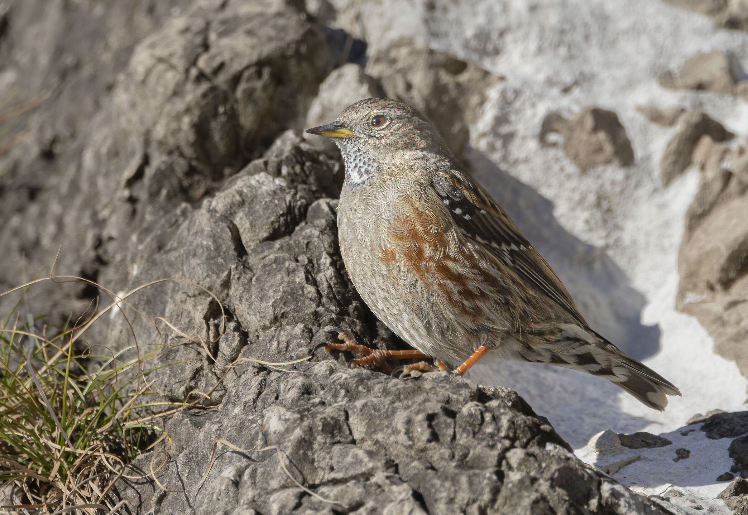 sordone tra le rocce