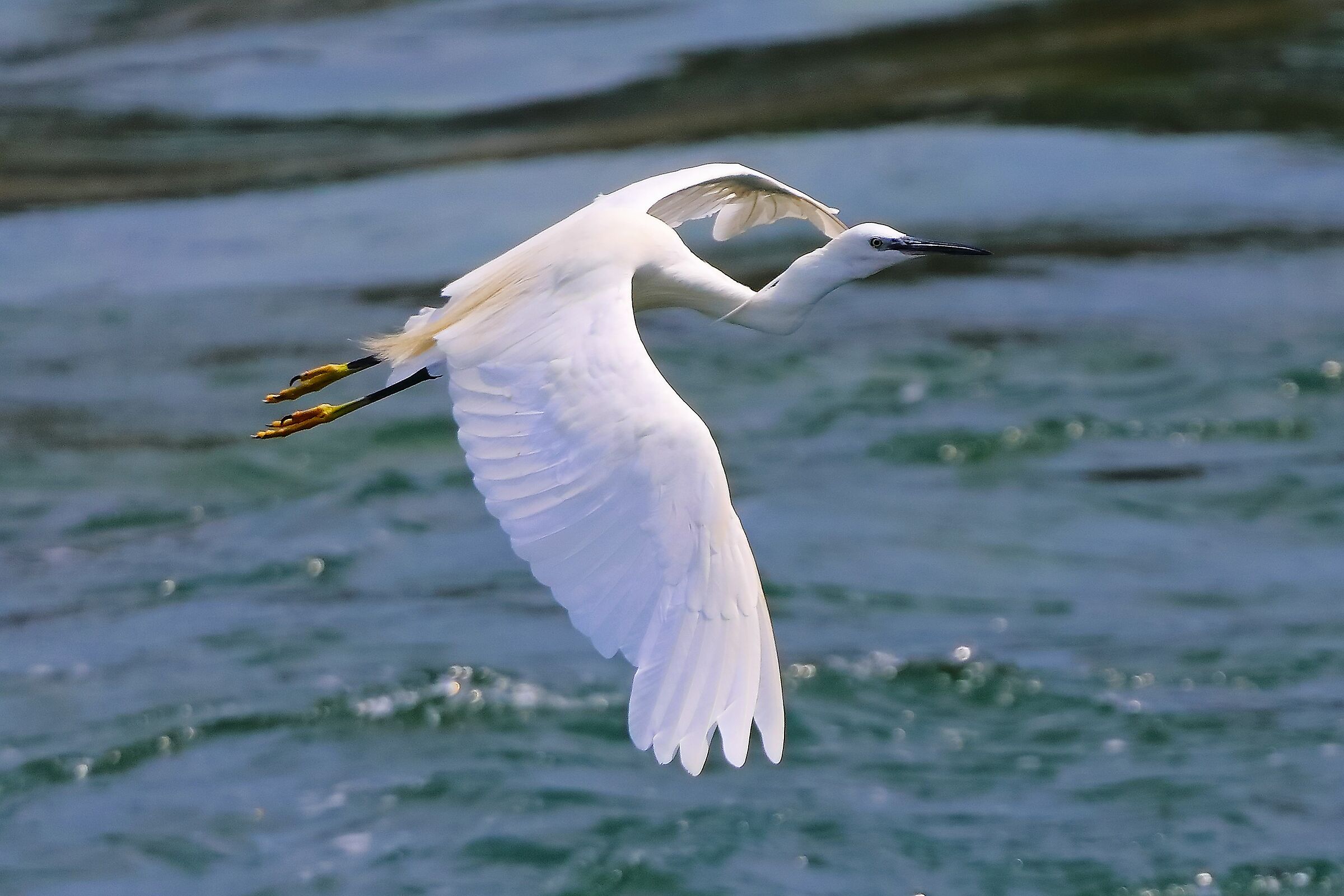 Garzetta 07 agosto 2024 - 0052