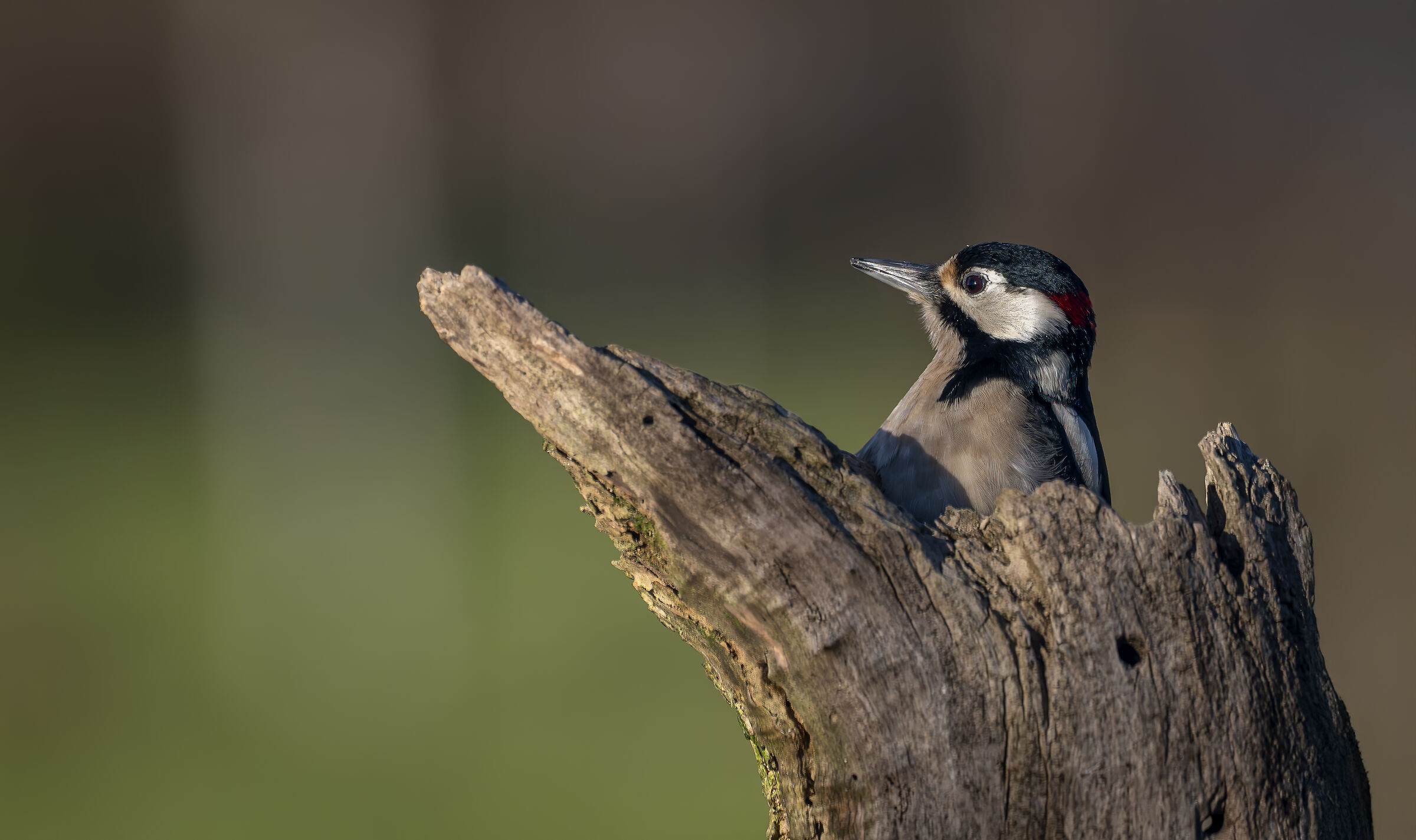 Spotted woodpecker