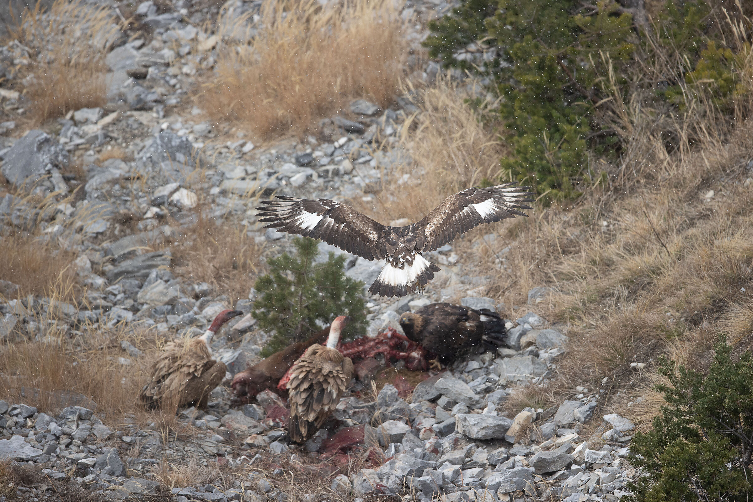 Eagles and griffon vultures