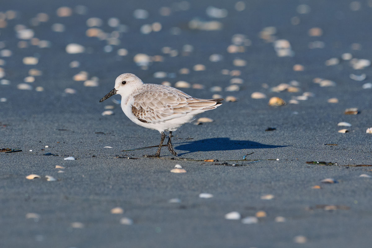 foto prova fuji 500mm