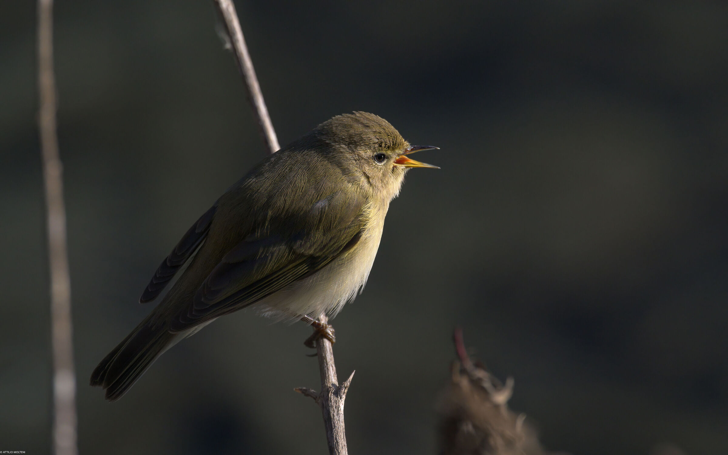 Common reed warbler