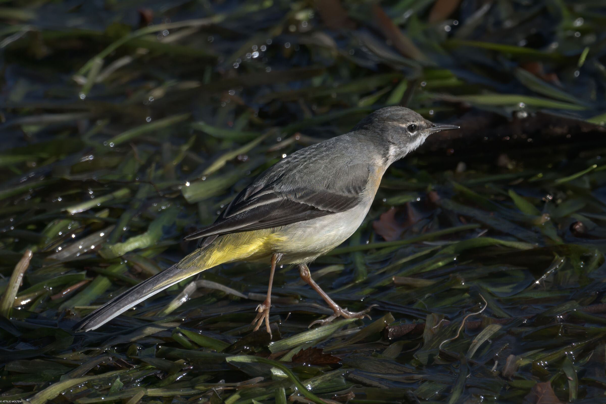 Grey wagtail