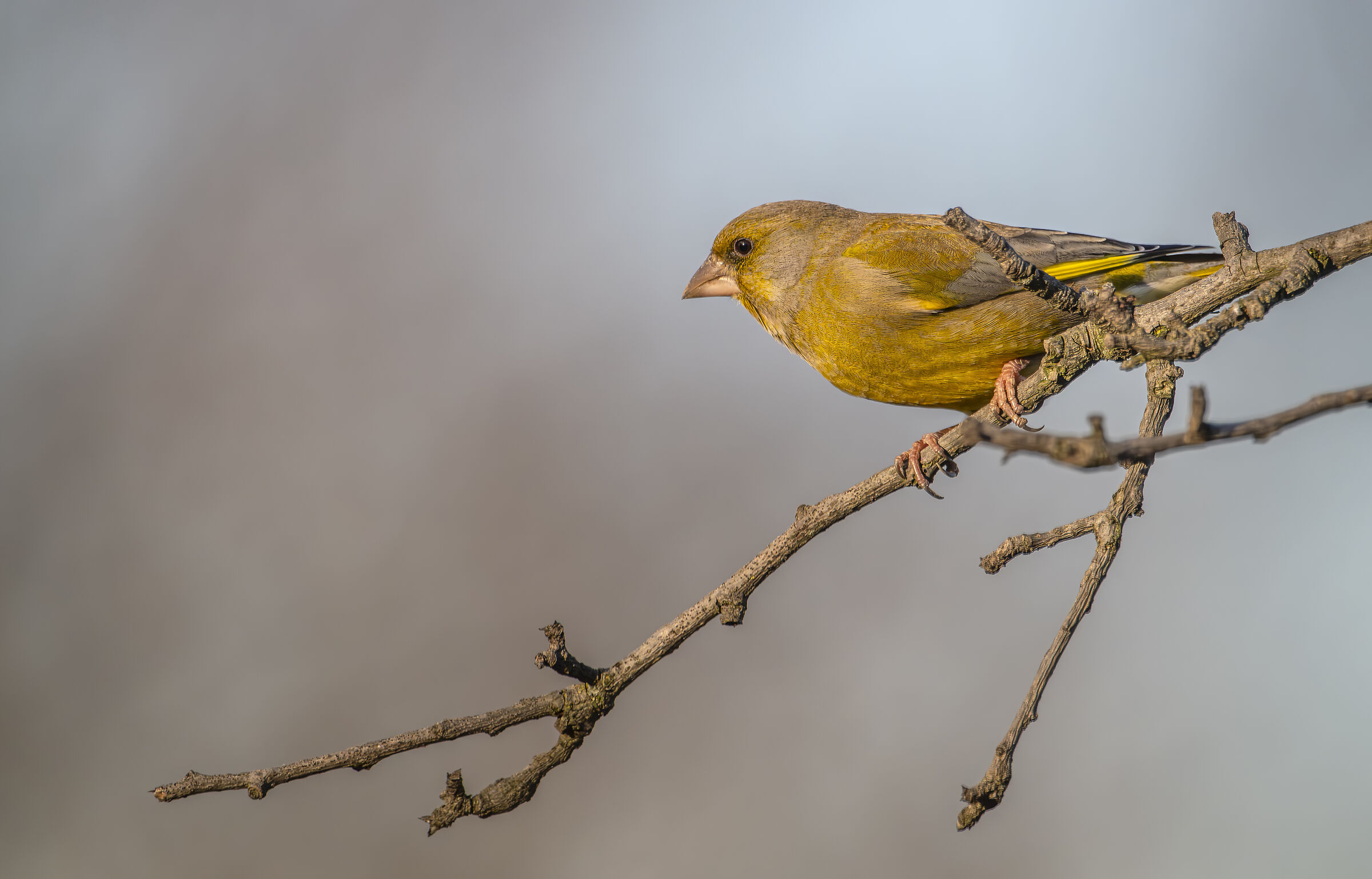 Greenfinch