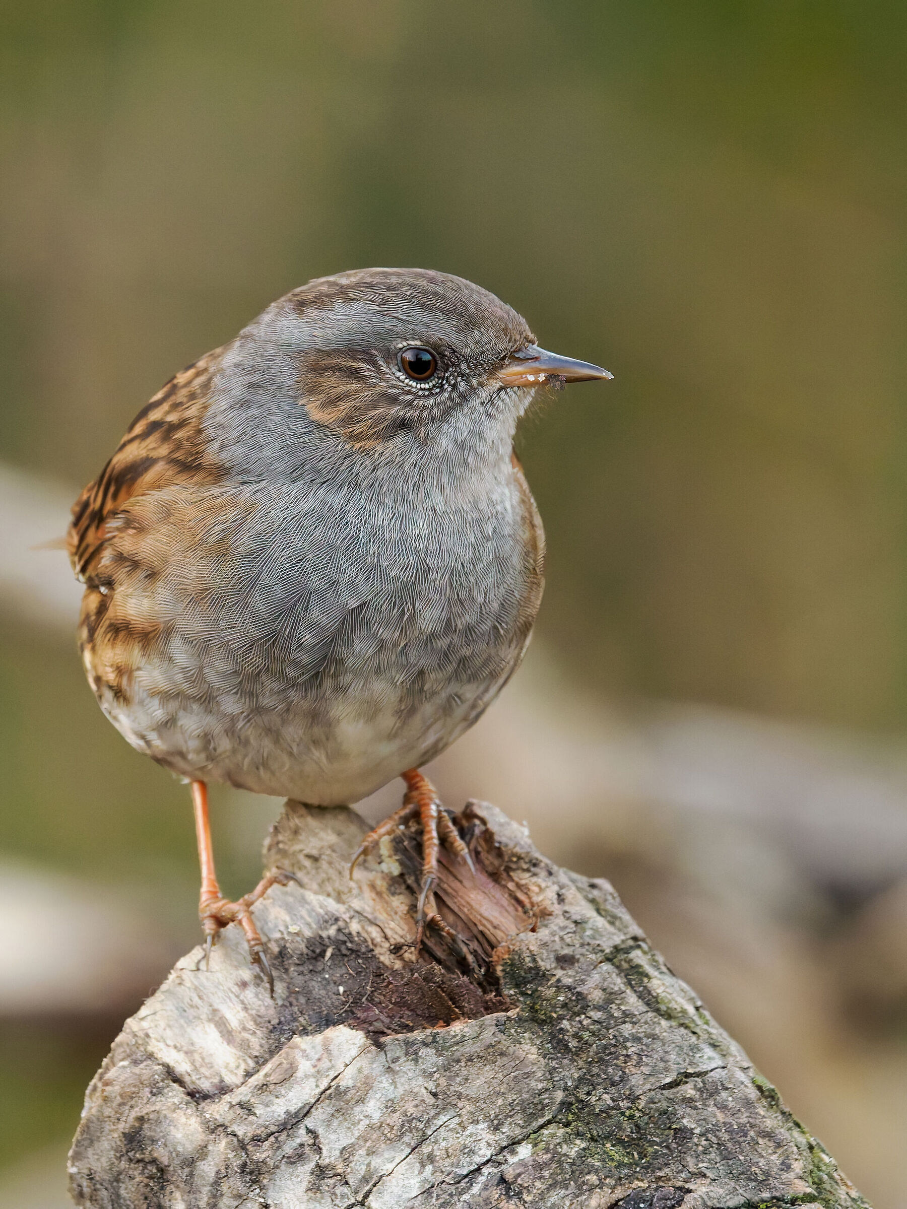 Dunnock