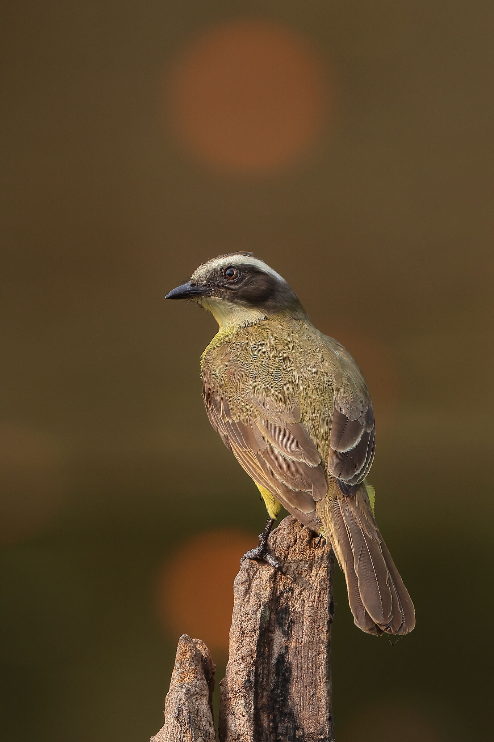 Social flycatcher