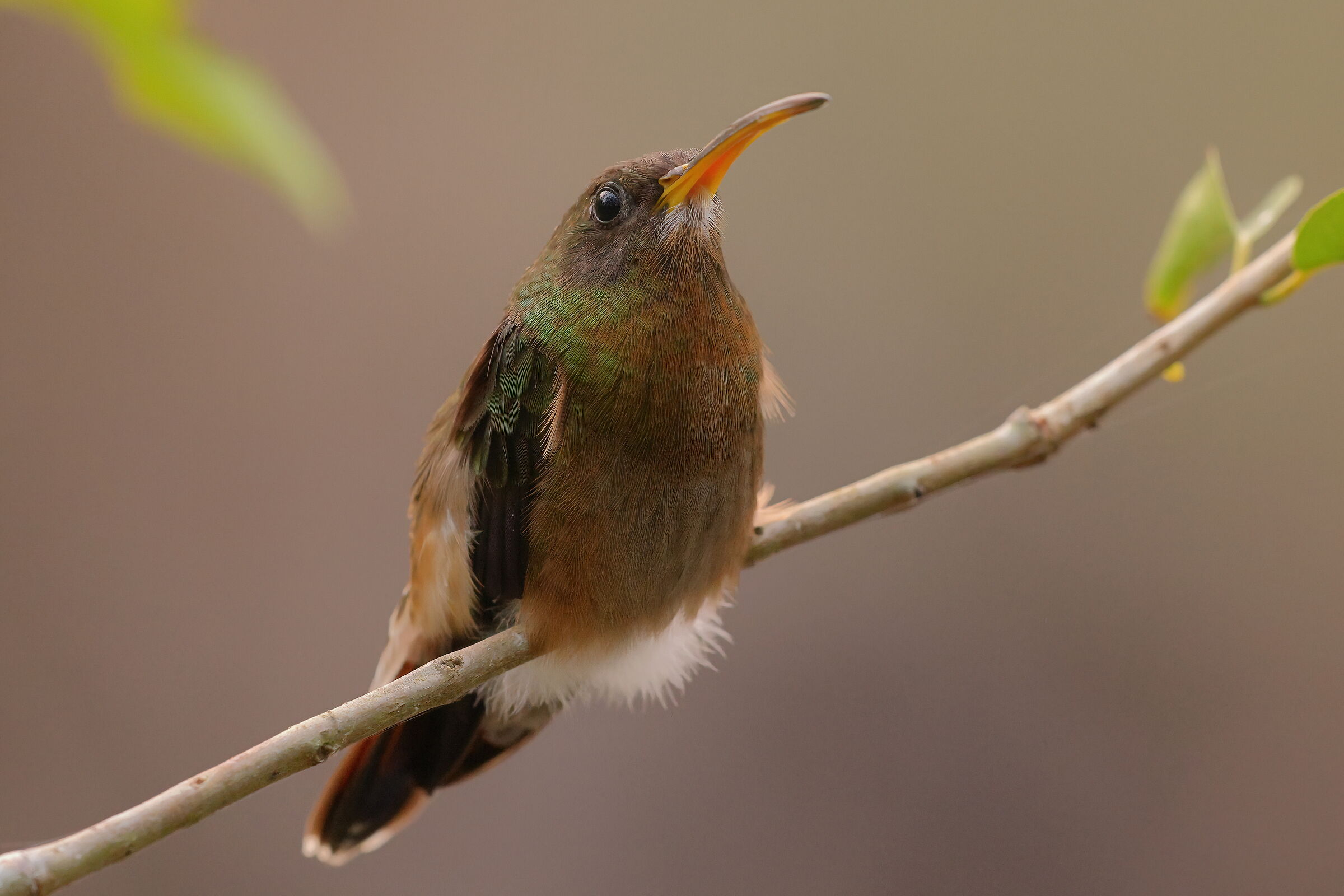 Eremita pettorossiccio