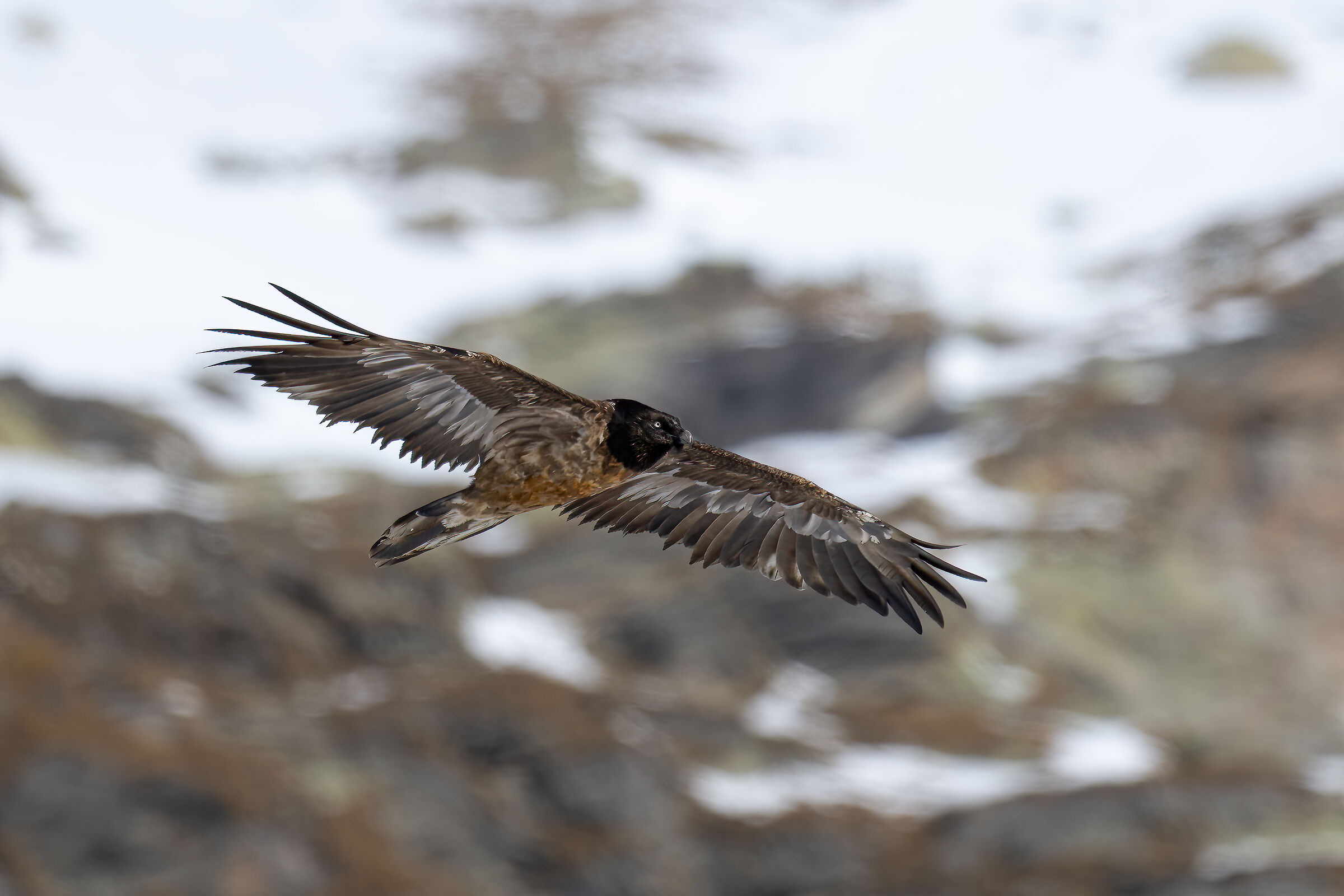 Gypaetus barbatus - Gran Paradiso National Park