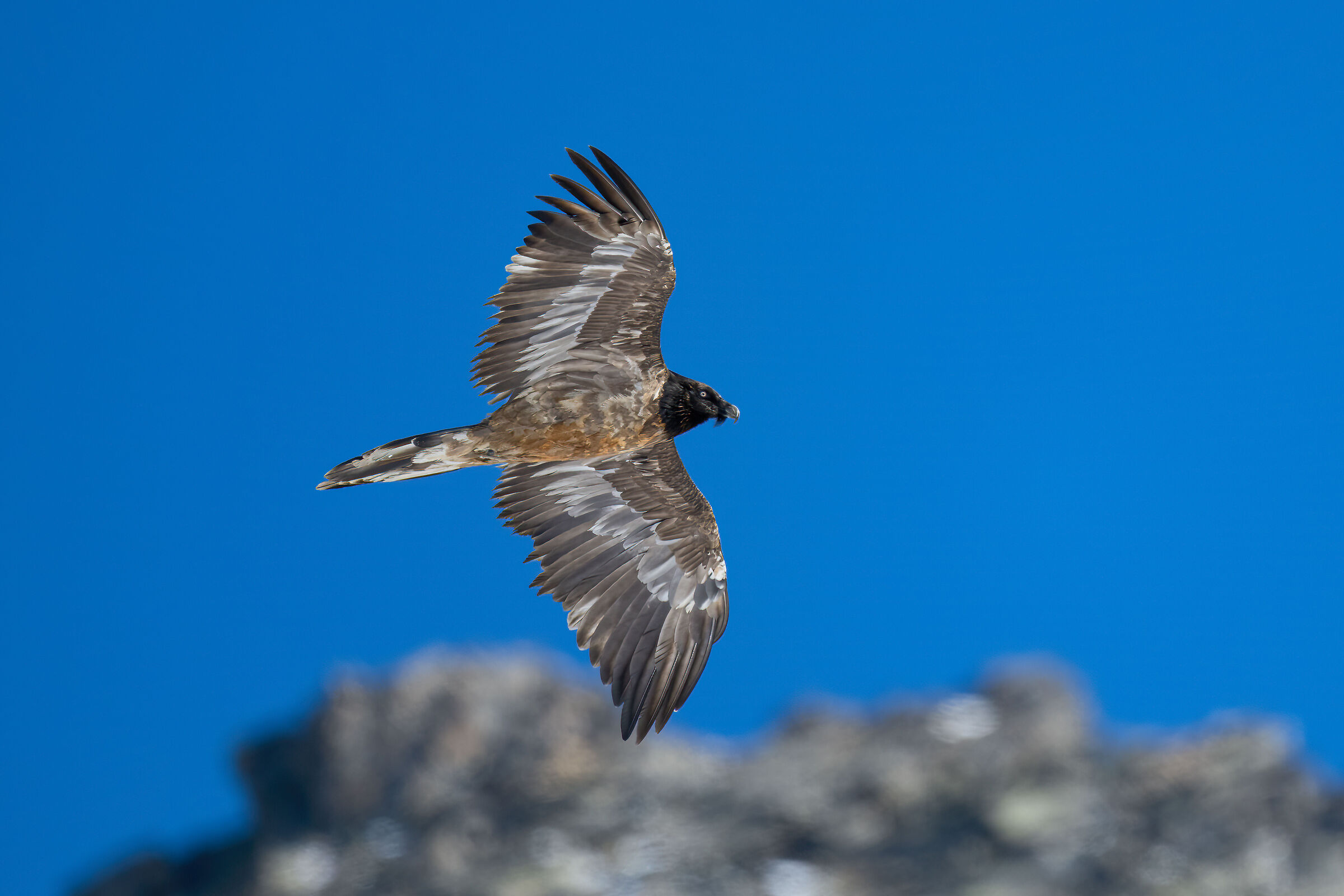 Gypaetus barbatus - Gran Paradiso National Park